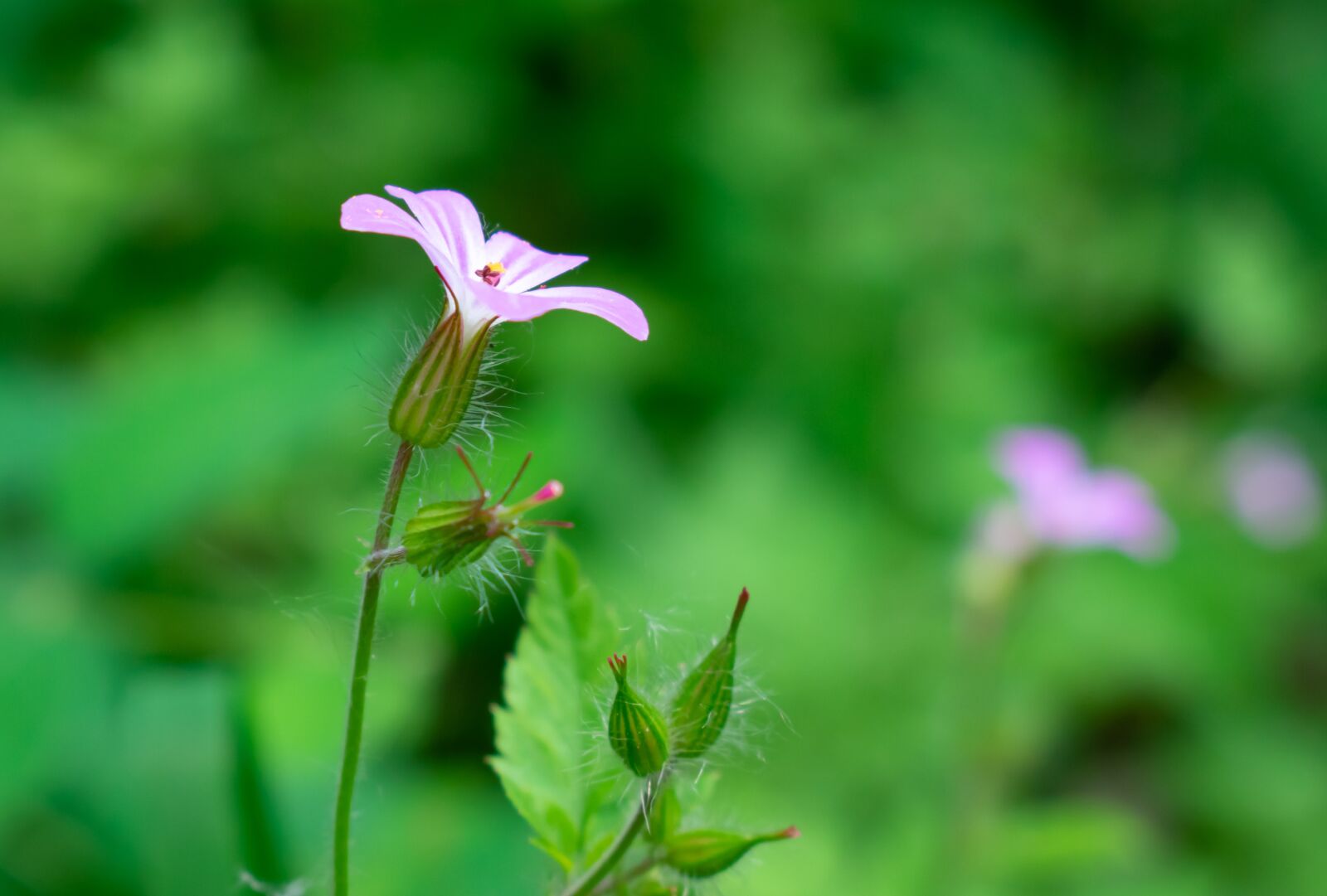 Nikon D3400 sample photo. Nature, leaves, green photography