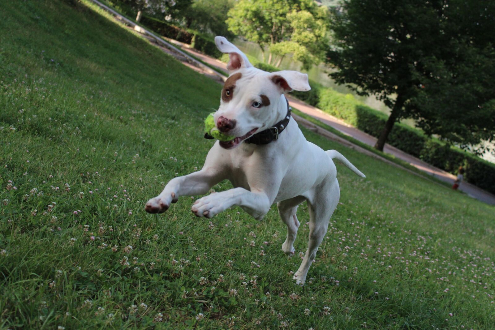 Canon EOS 1300D (EOS Rebel T6 / EOS Kiss X80) sample photo. Animals, dog, puppy photography