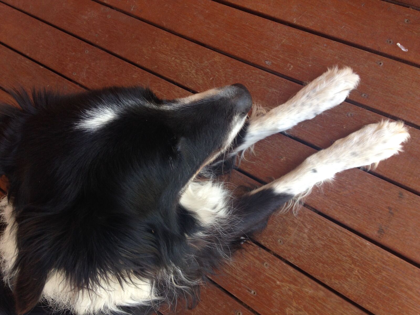 iPhone 5c back camera 4.12mm f/2.4 sample photo. Animal, border, collie, deck photography