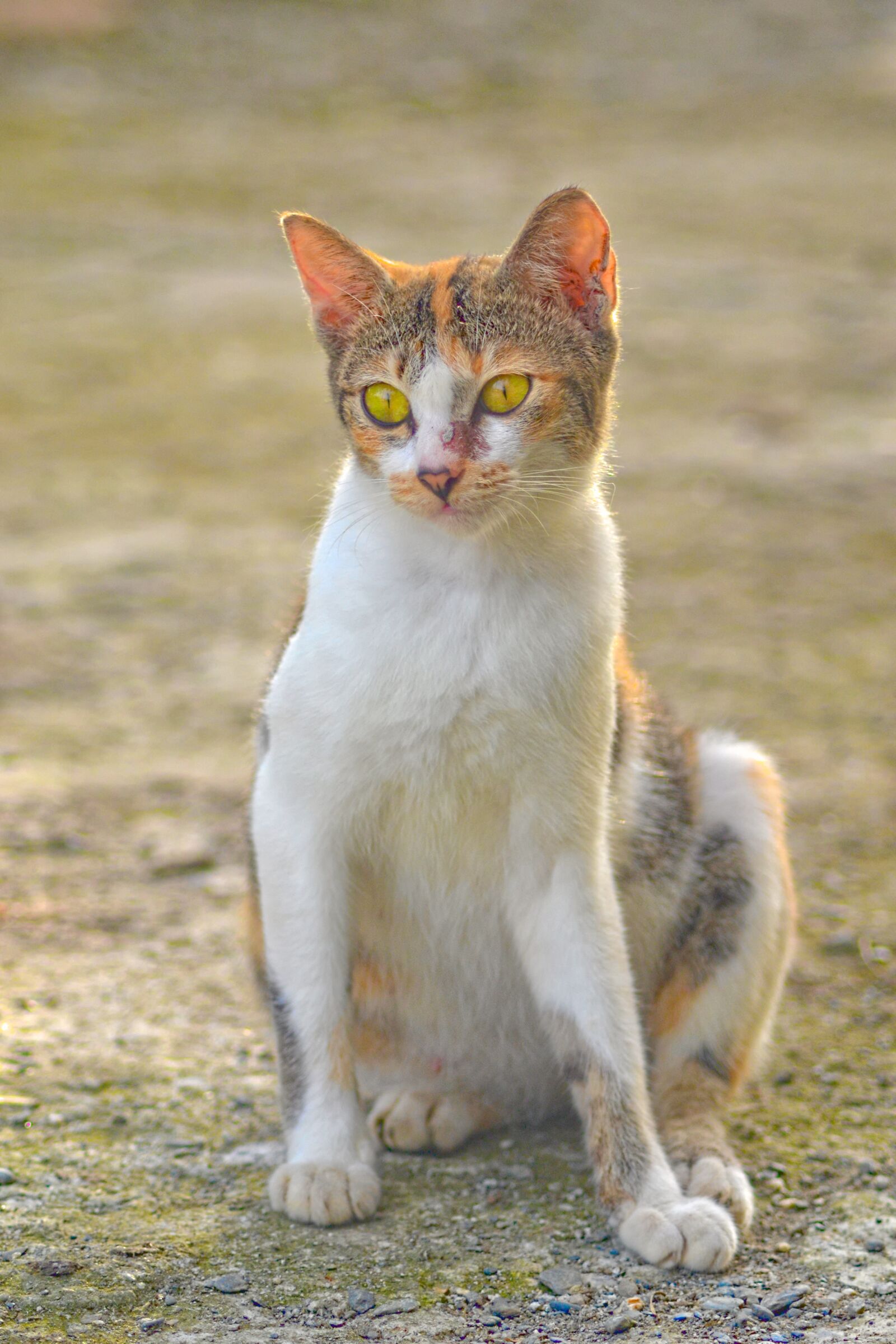 Nikon D3100 sample photo. Cat, light, fur photography