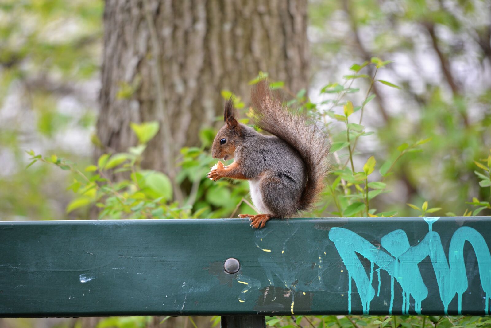 Nikon D600 sample photo. Squirrel, animals, rodent photography