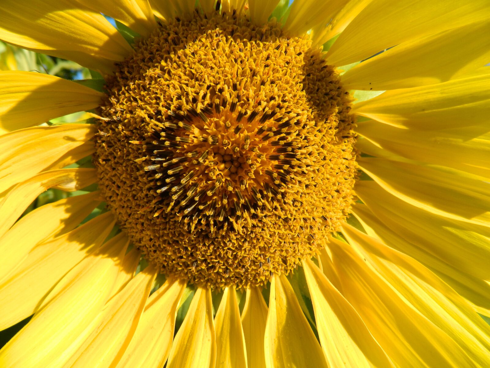 Nikon Coolpix L120 sample photo. Sun flower, yellow, close photography