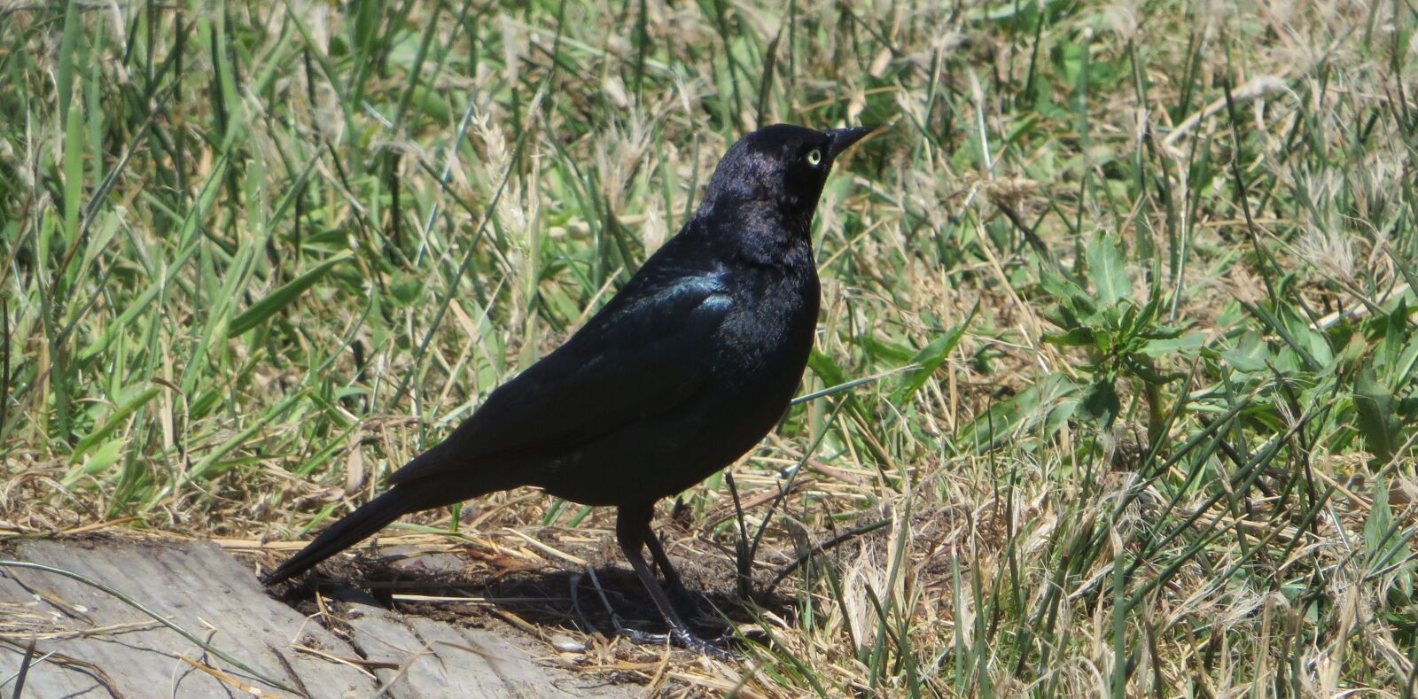 Canon PowerShot SX270 HS sample photo. Bird, black, animal photography
