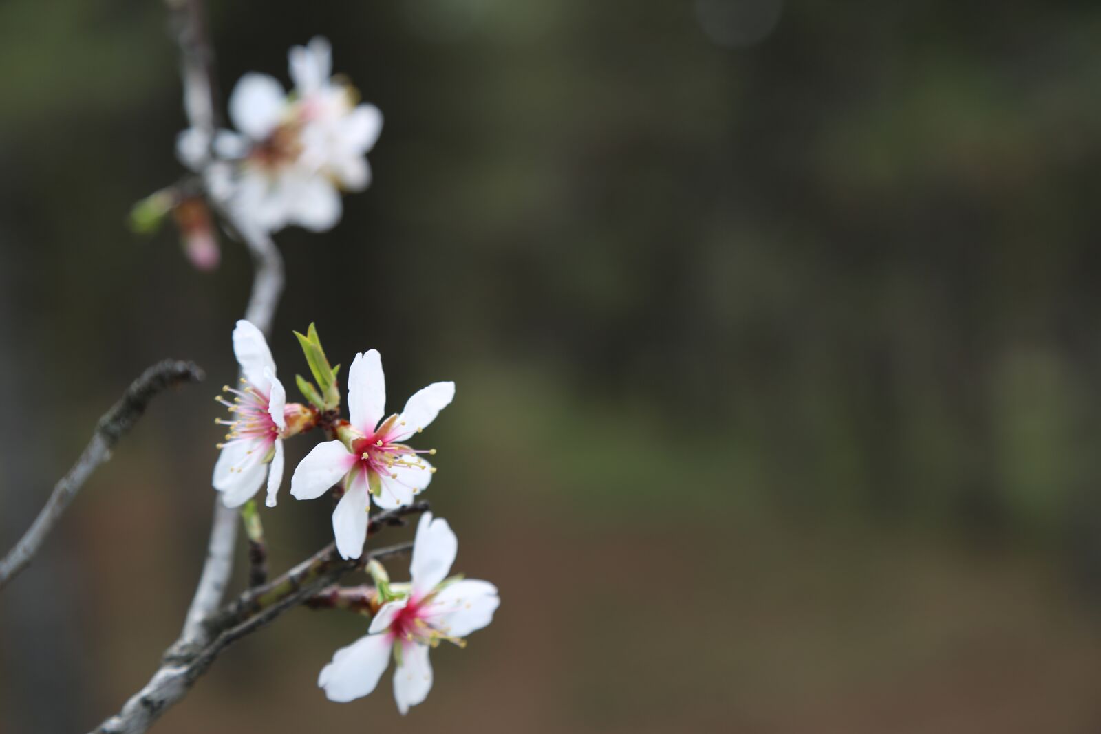 Canon EF 24-105mm F4L IS USM sample photo. Flower, nature, plant photography