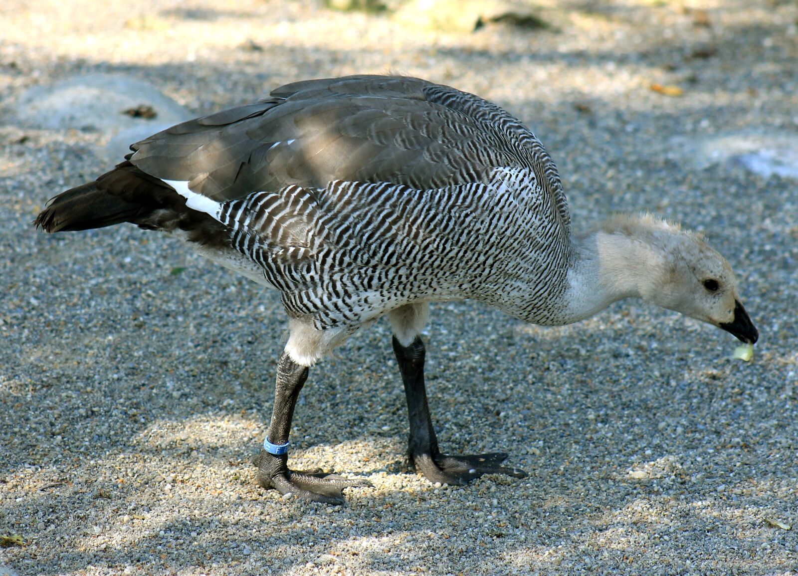 Canon EF 75-300mm f/4-5.6 sample photo. Peacock, bird, young bird photography