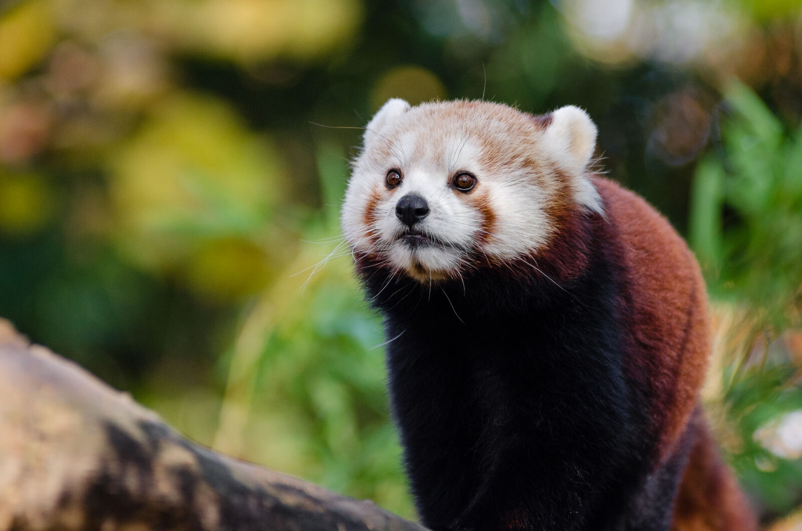 AF Zoom-Nikkor 80-200mm f/2.8 ED sample photo
