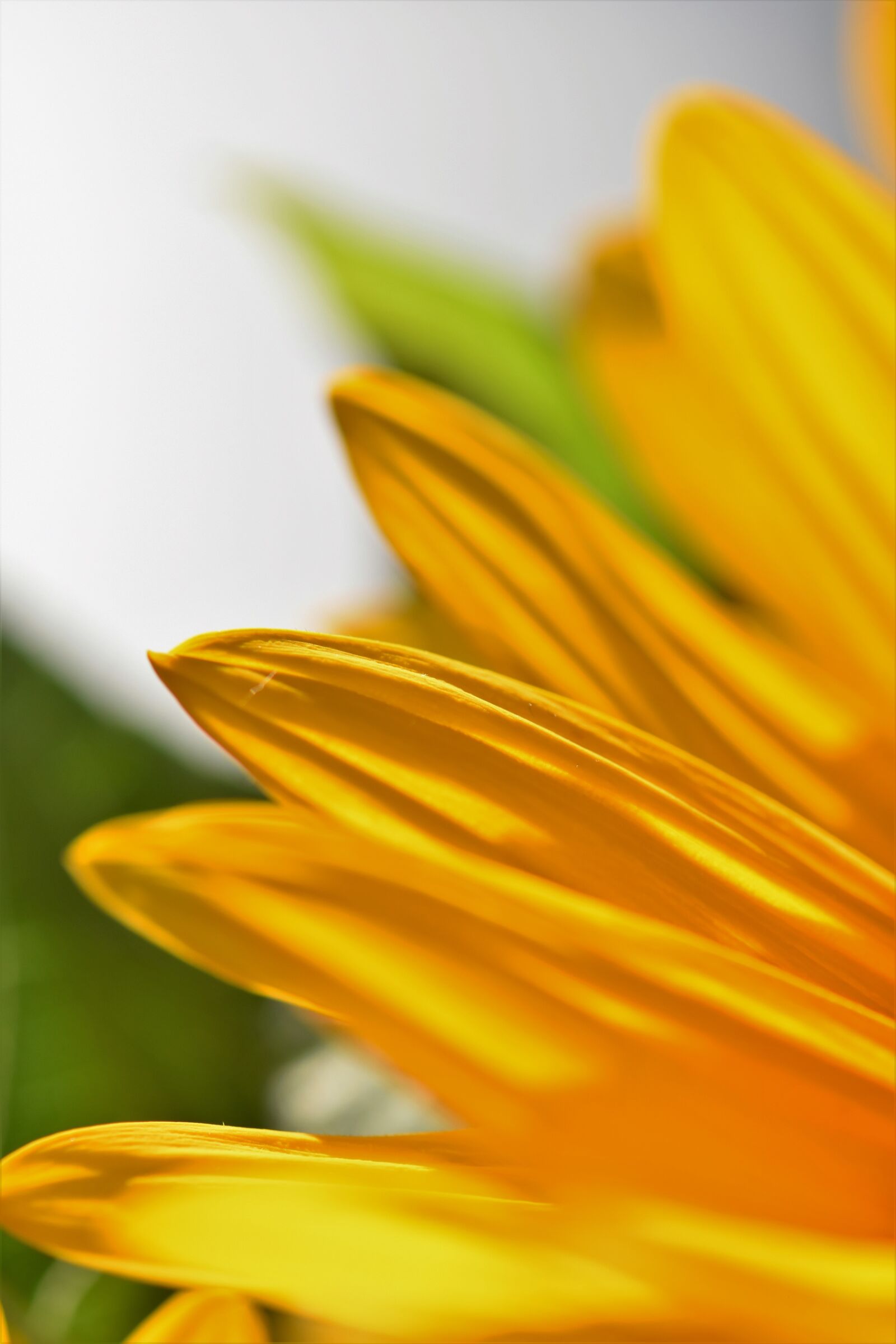 Nikon D5500 sample photo. Sunflower, flower, blossom photography