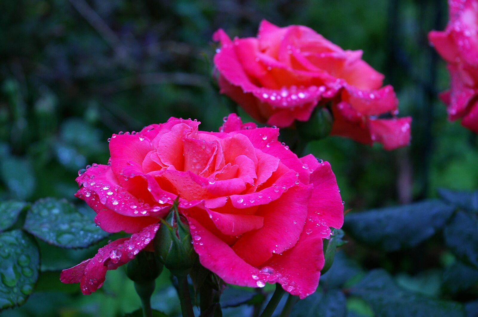 Pentax *ist DL2 sample photo. Rose, albrecht d rer photography