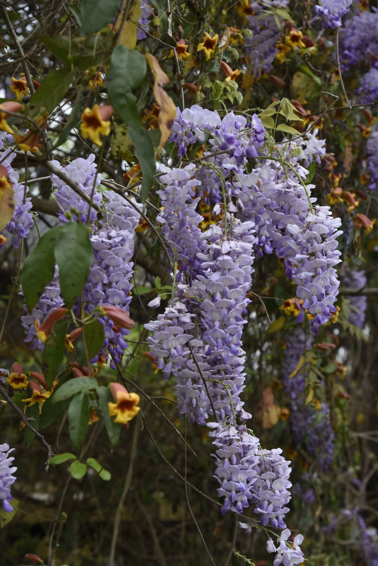 Nikon D750 sample photo. Easter, flower, spring photography