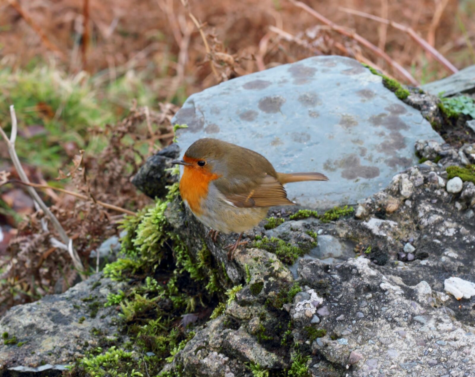 Canon EOS 600D (Rebel EOS T3i / EOS Kiss X5) + Canon EF 50mm F1.8 II sample photo. Nature, birds, kerry photography