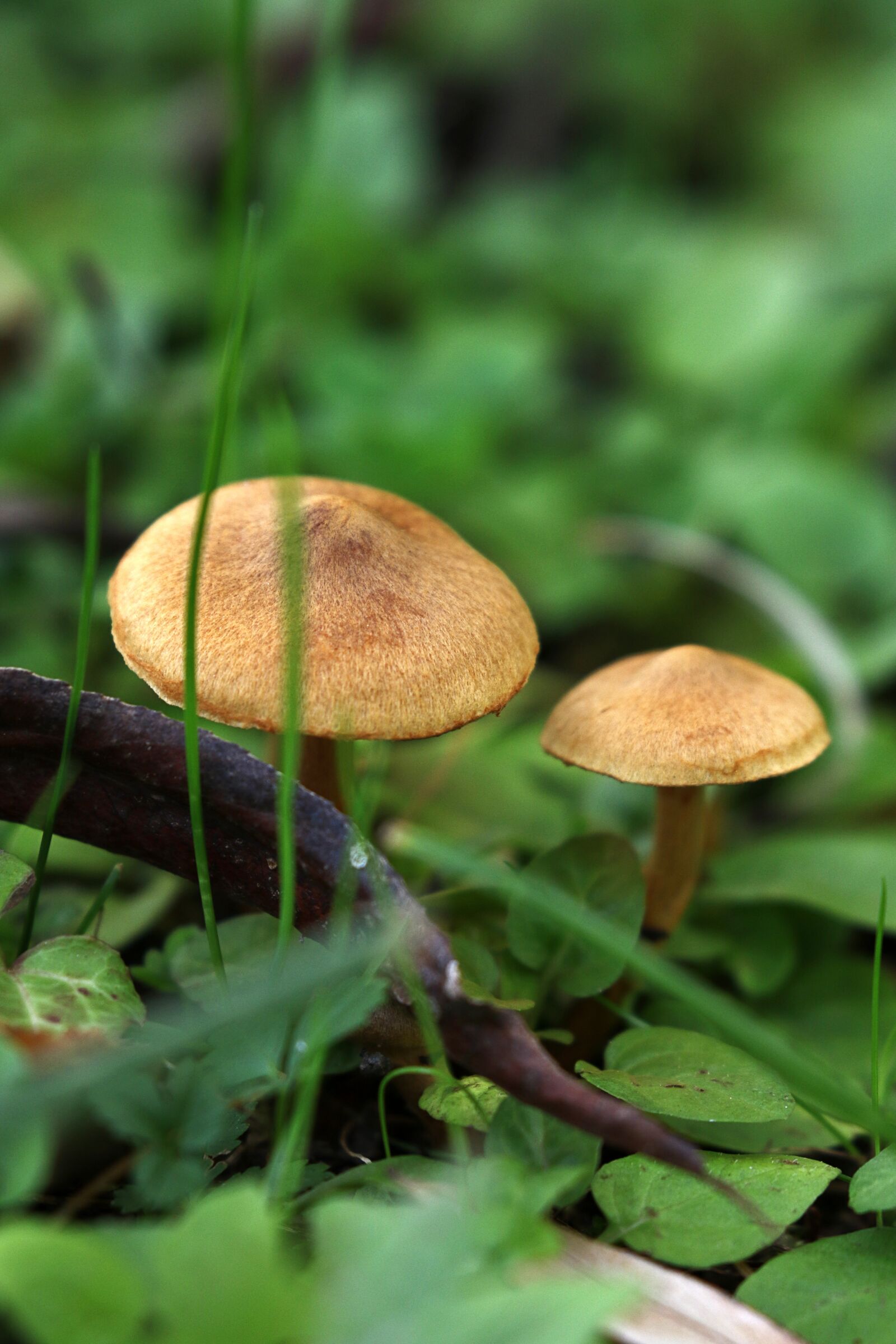 Canon EOS 7D Mark II sample photo. Autumn, mushrooms, underwood photography