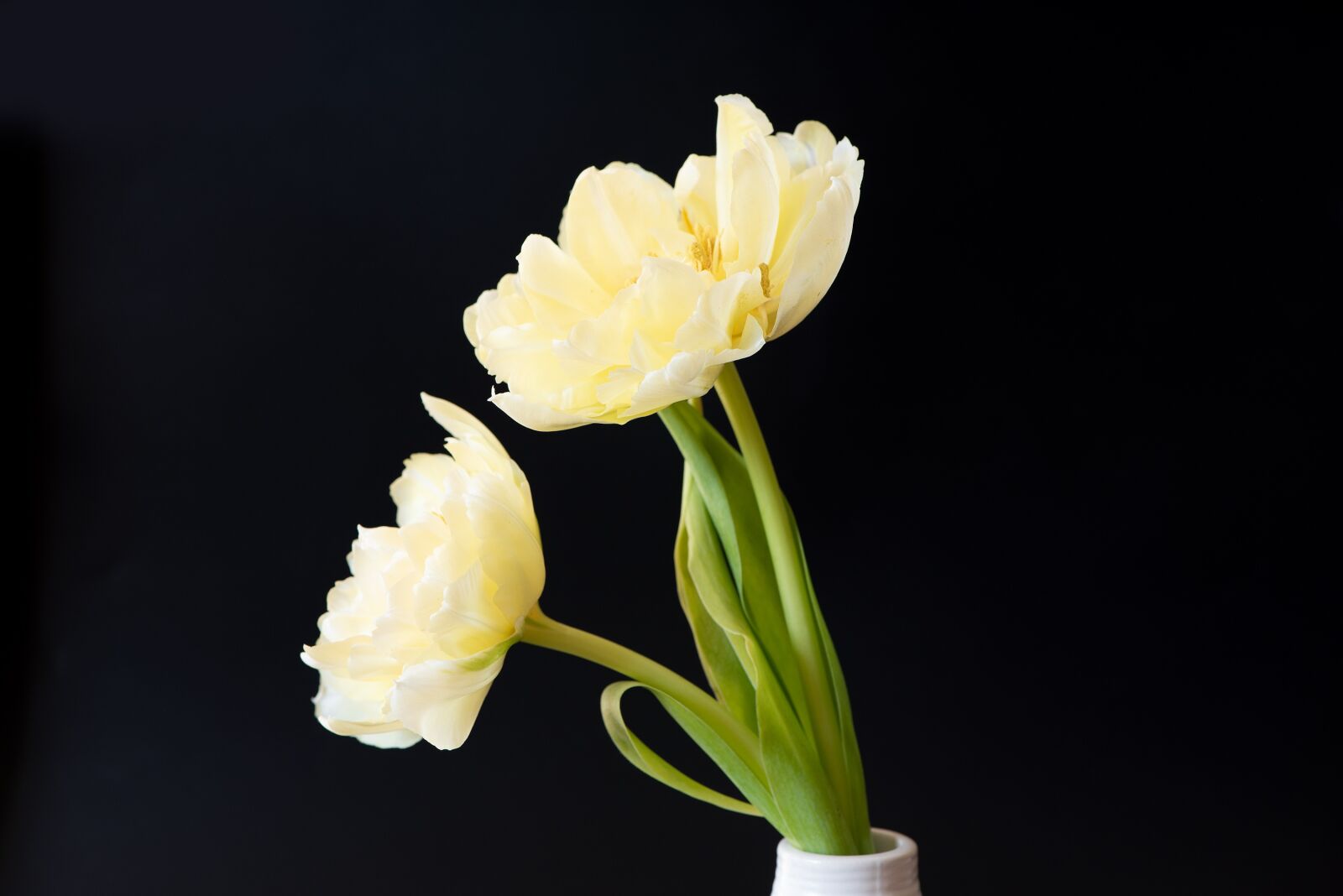 Nikon D750 sample photo. Tulips, flowers, hell photography