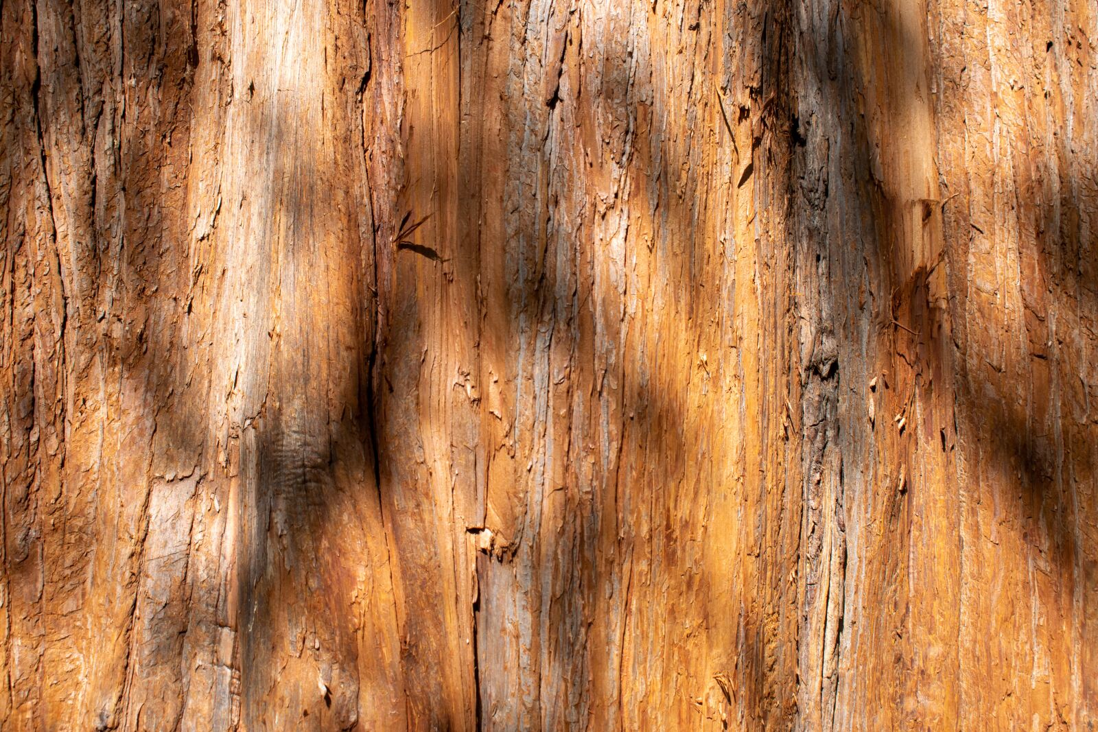 Nikon D5300 sample photo. Structure, background, cypress photography