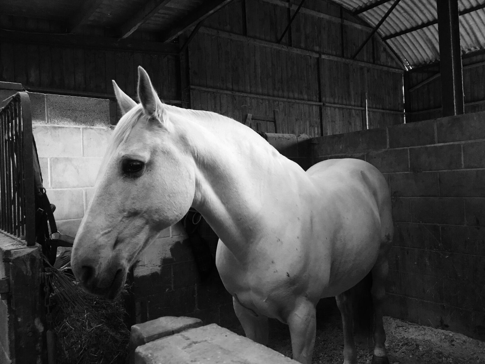 Apple iPhone 7 sample photo. Horse, lusitano, andalusian photography
