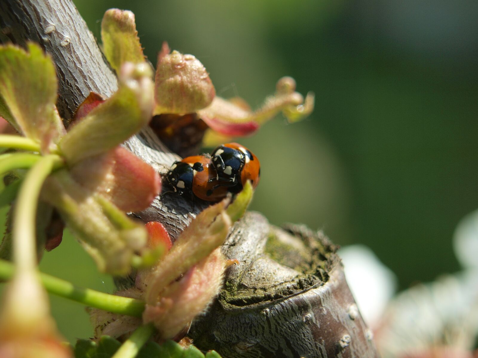 Olympus E-420 (EVOLT E-420) sample photo. Beetle, ladybug, luck photography