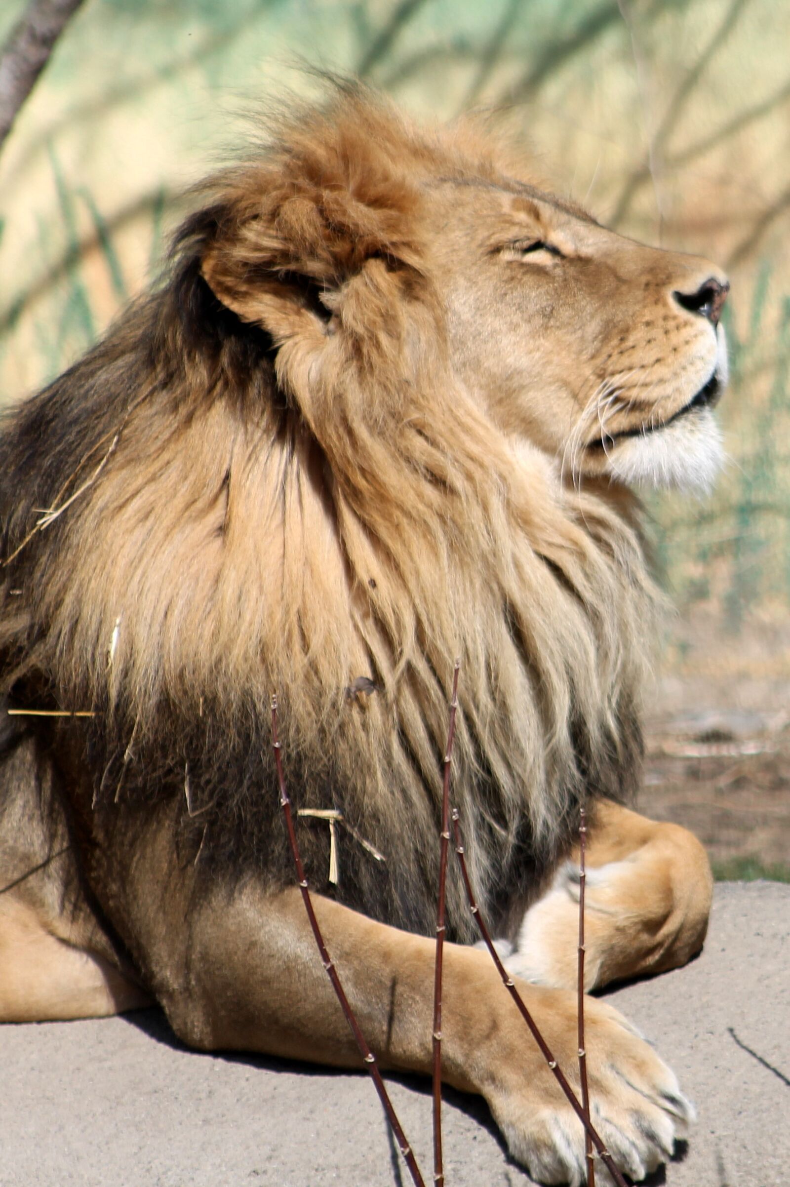 Canon EF 75-300mm f/4-5.6 sample photo. Lion, zoo, animal photography