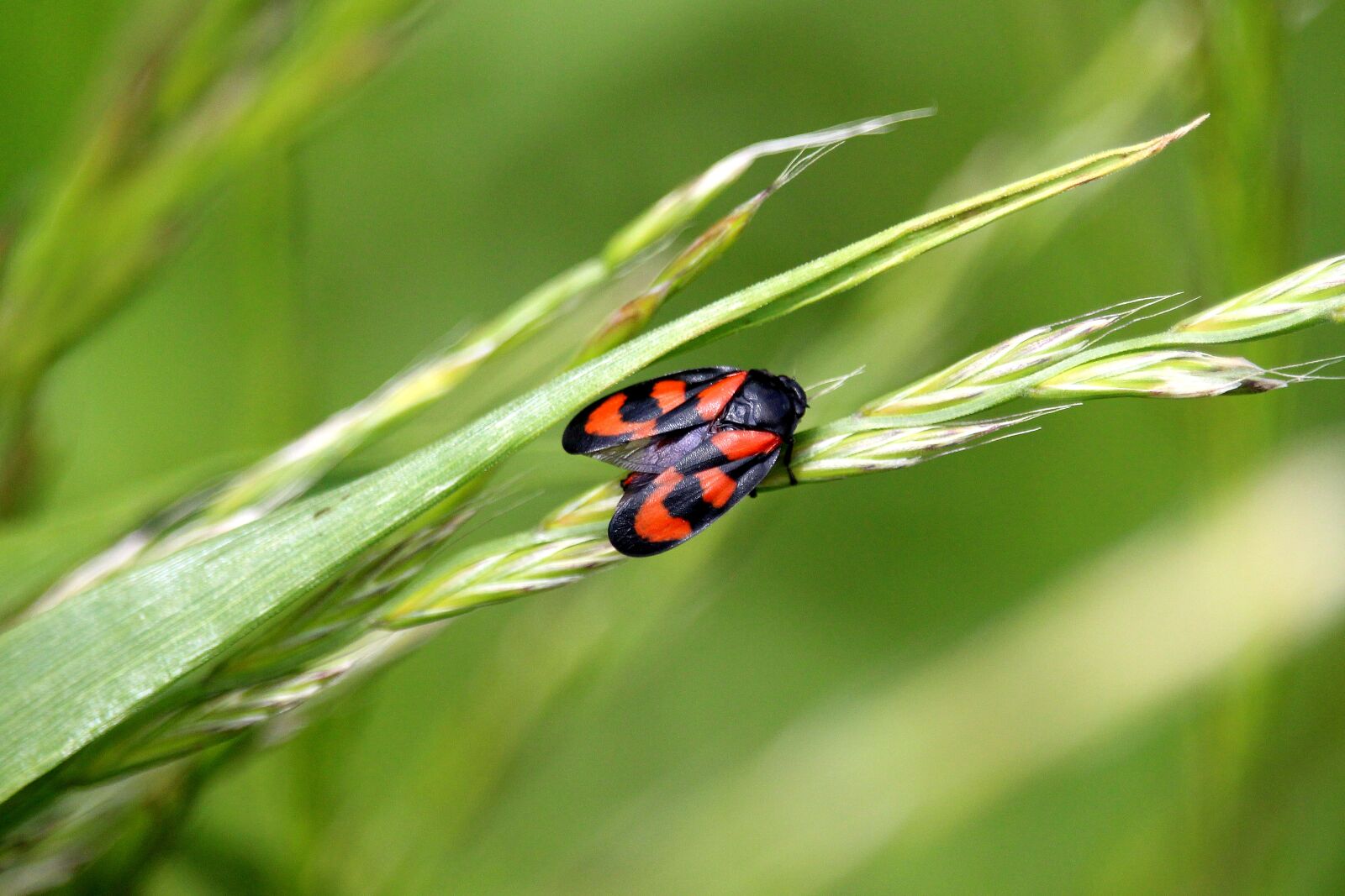 Canon EF-S 55-250mm F4-5.6 IS STM sample photo. Beetle, grass, black red photography