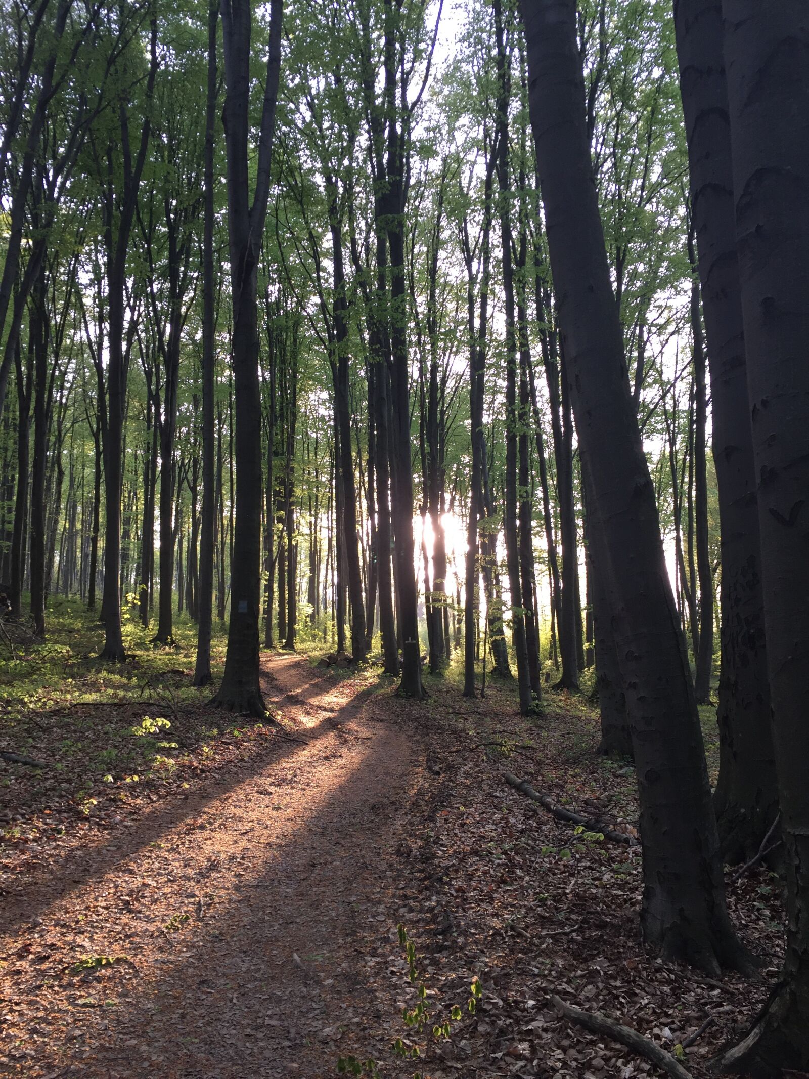 iPhone 6 back camera 4.15mm f/2.2 sample photo. Forest, sunset, spring photography