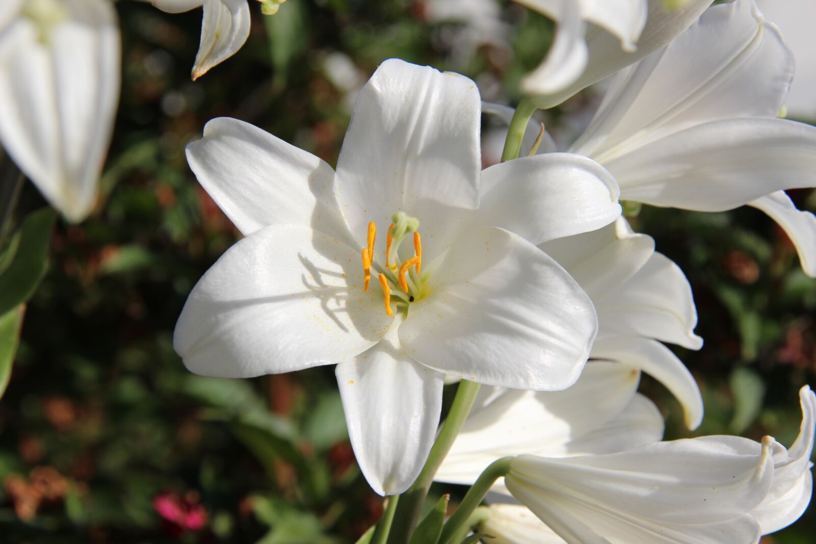 Canon EF-S 18-200mm F3.5-5.6 IS sample photo. Flower, white, white flower photography