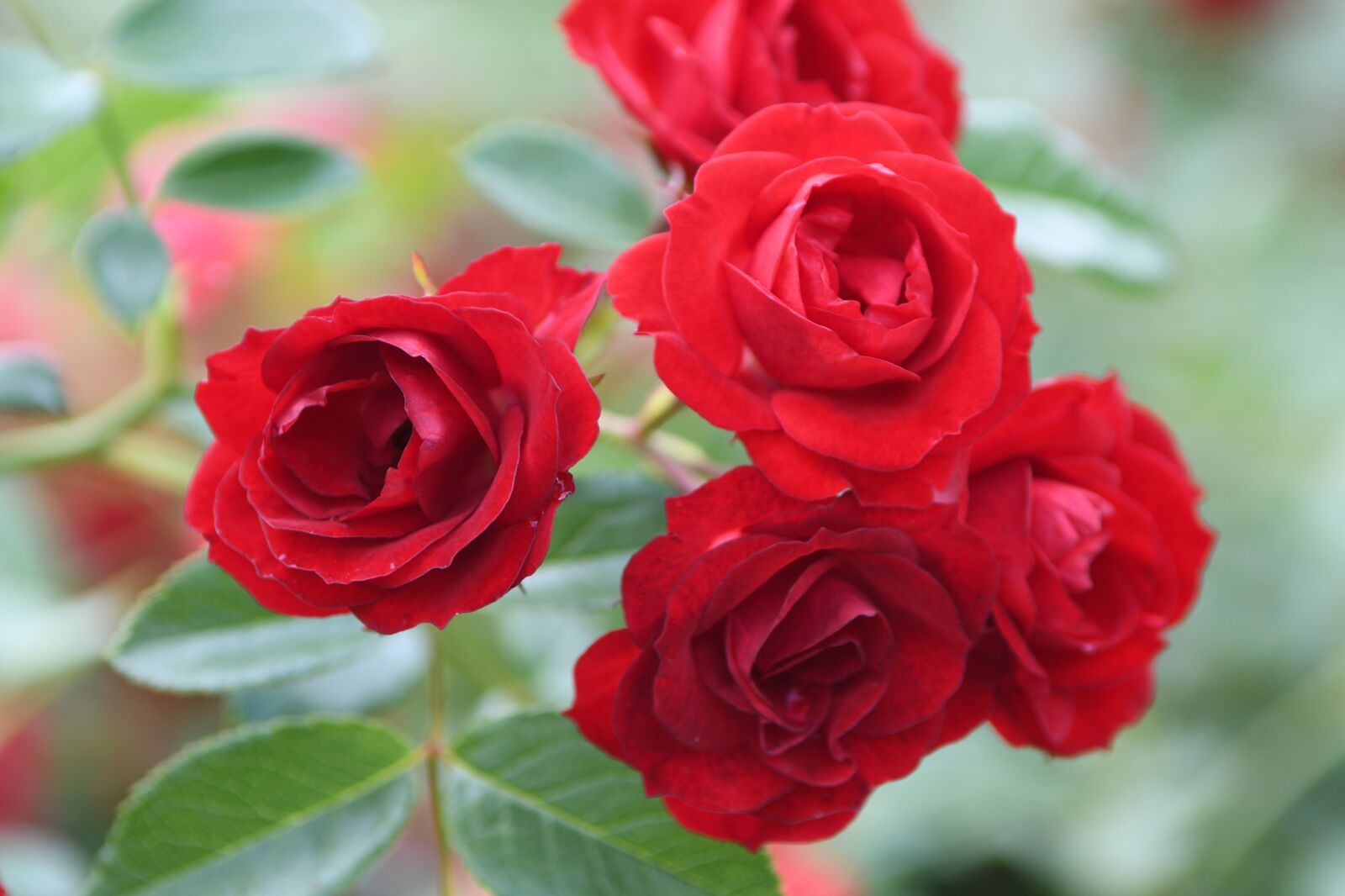 Nikon D500 sample photo. Rose, blooms, red photography