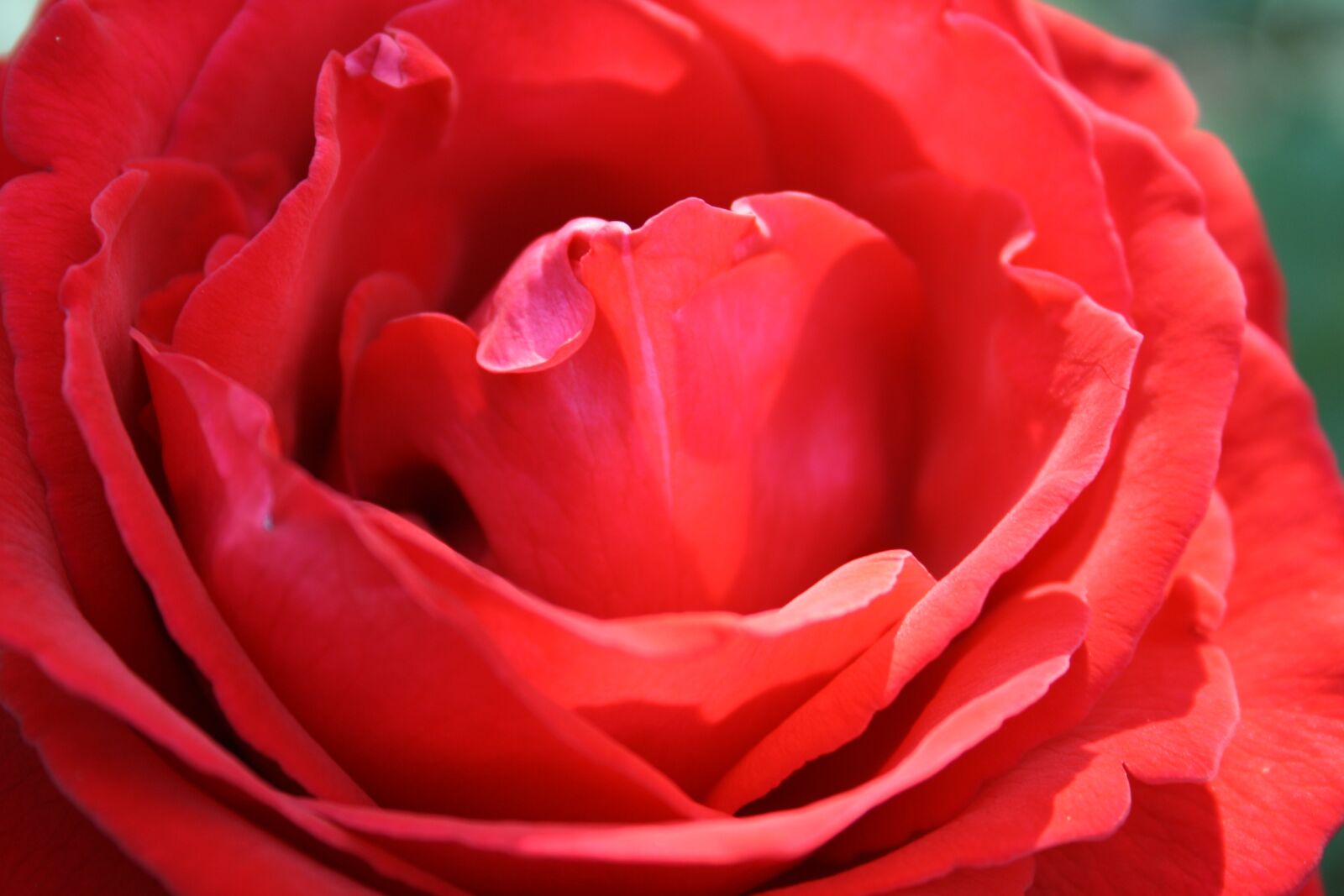 Canon EOS 1000D (EOS Digital Rebel XS / EOS Kiss F) sample photo. Rose, flower, nature photography