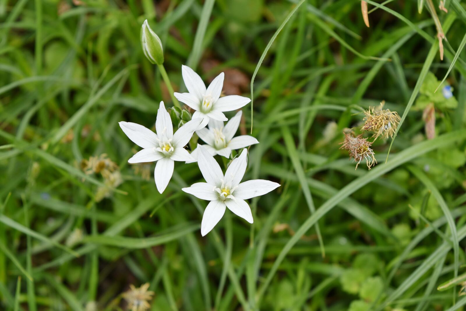 Nikon D5500 sample photo. Green grass, white flower photography