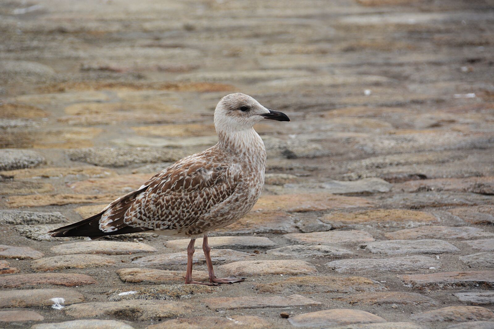 Nikon D5200 sample photo. Bird, young gull, fauna photography