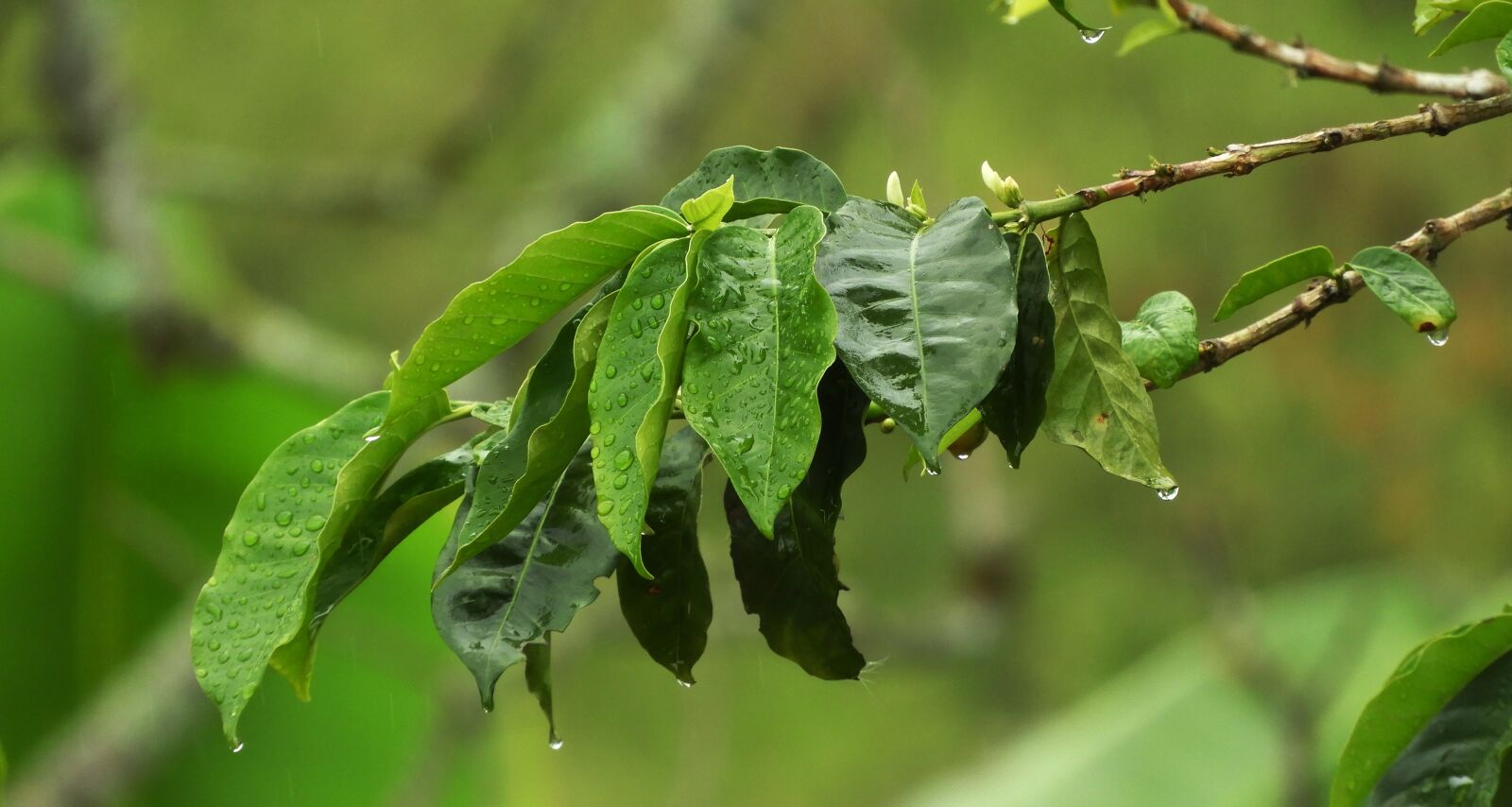 Nikon Coolpix B700 sample photo. Leaf, nature, plant photography
