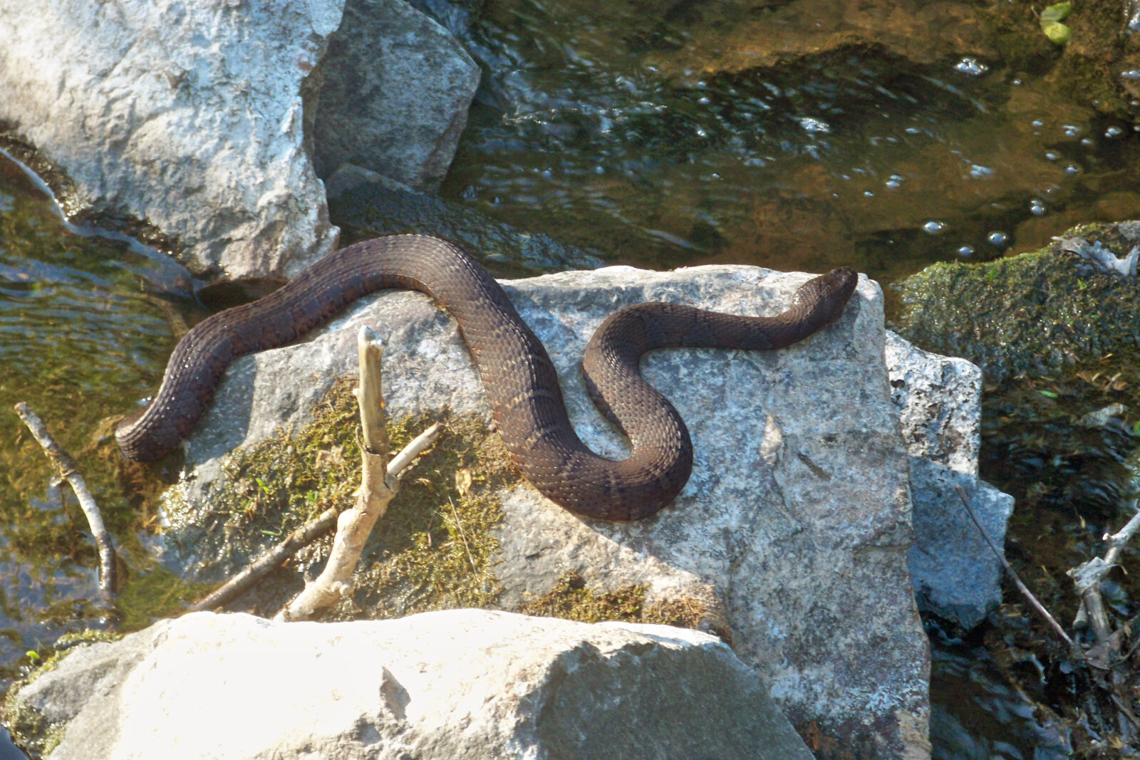 Kodak EASYSHARE M1093 IS DIGITAL CAMERA sample photo. Northern water snake photography