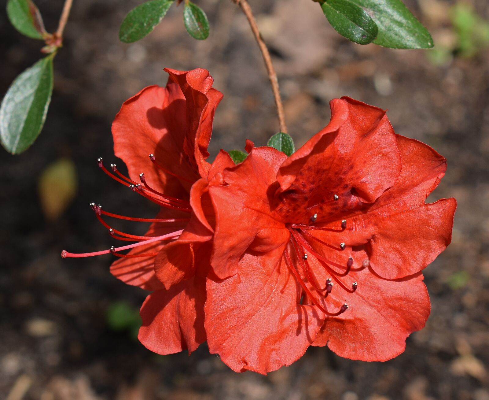 Nikon D3300 sample photo. Red azalea, azalea, flower photography