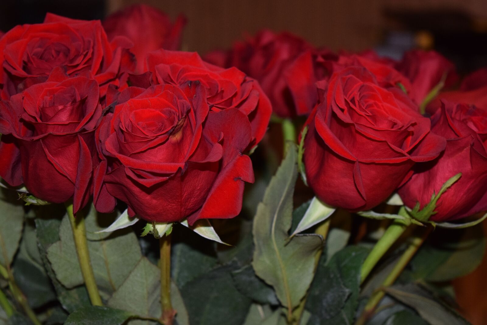 Nikon D3300 sample photo. Roses, red roses, valentines photography