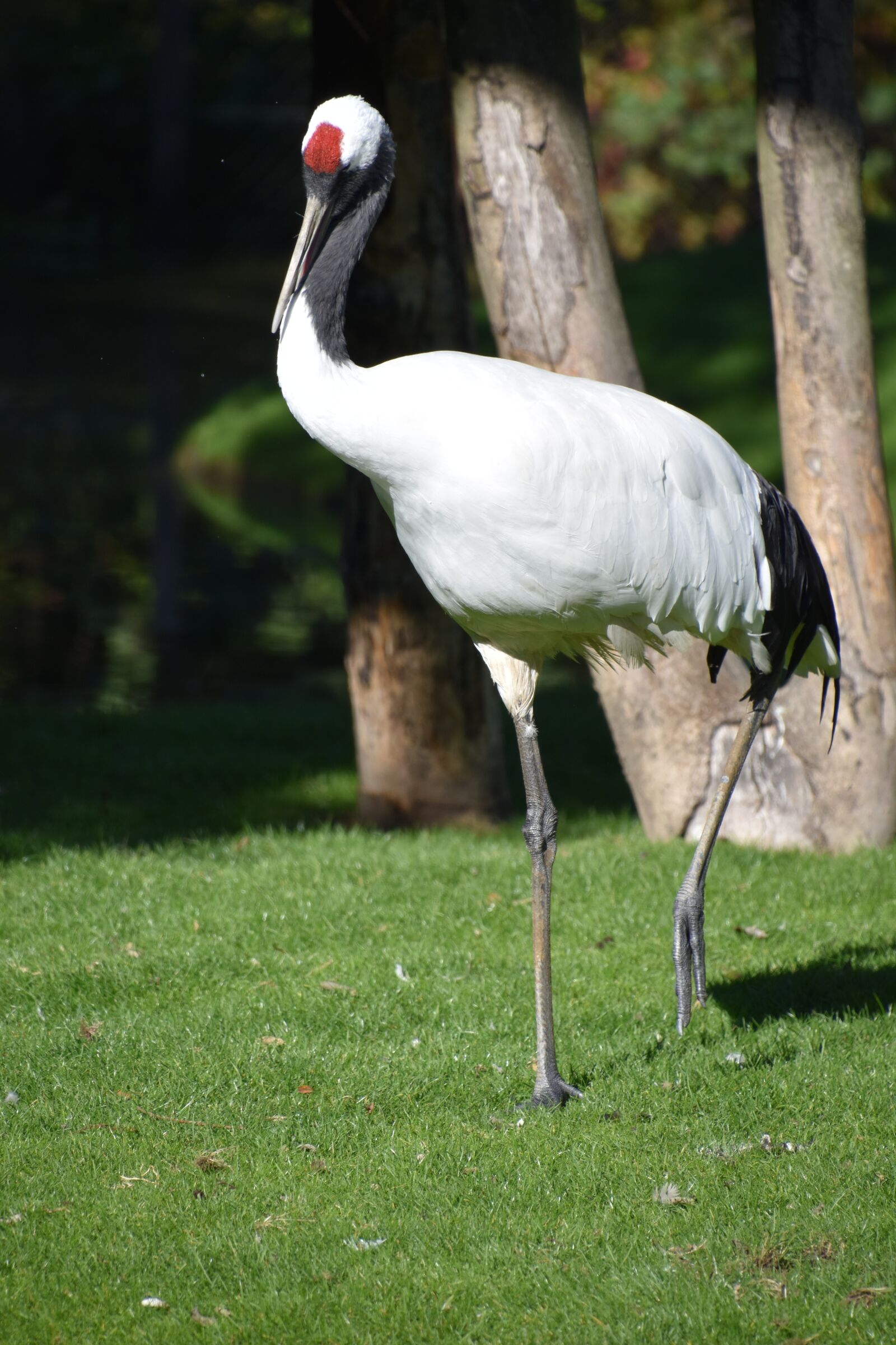 Nikon D5600 sample photo. Bird, crane, animal photography