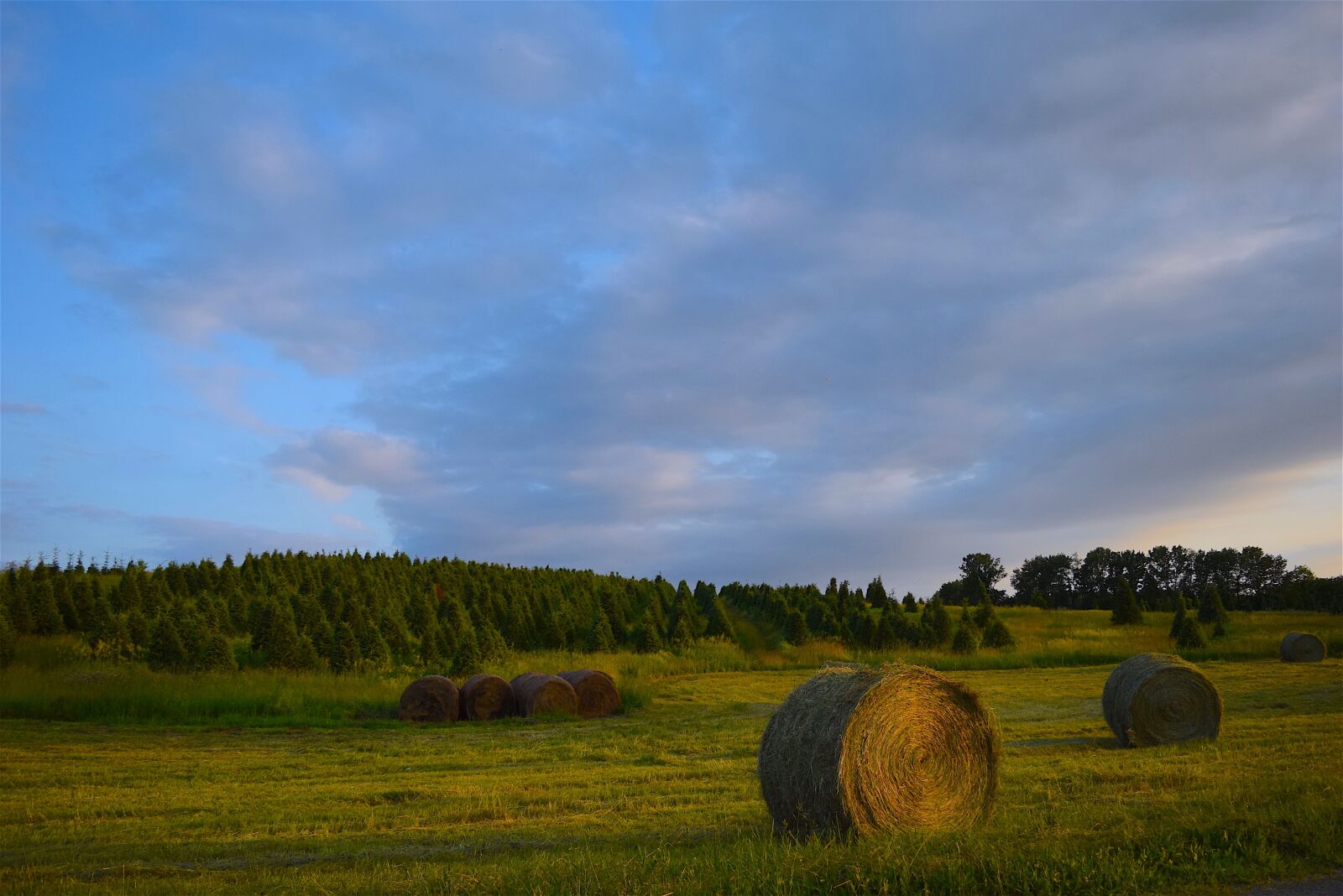 Nikon D3300 sample photo. Farm, trees, hay photography