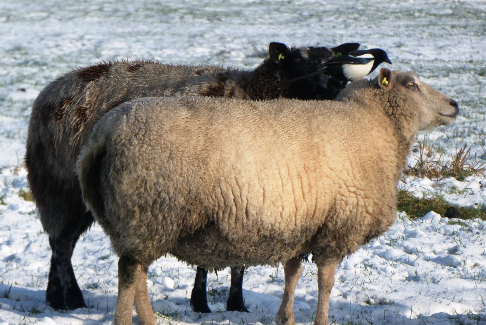 Panasonic Lumix DC-ZS70 (Lumix DC-TZ90) sample photo. Sheep, magpie, snow photography