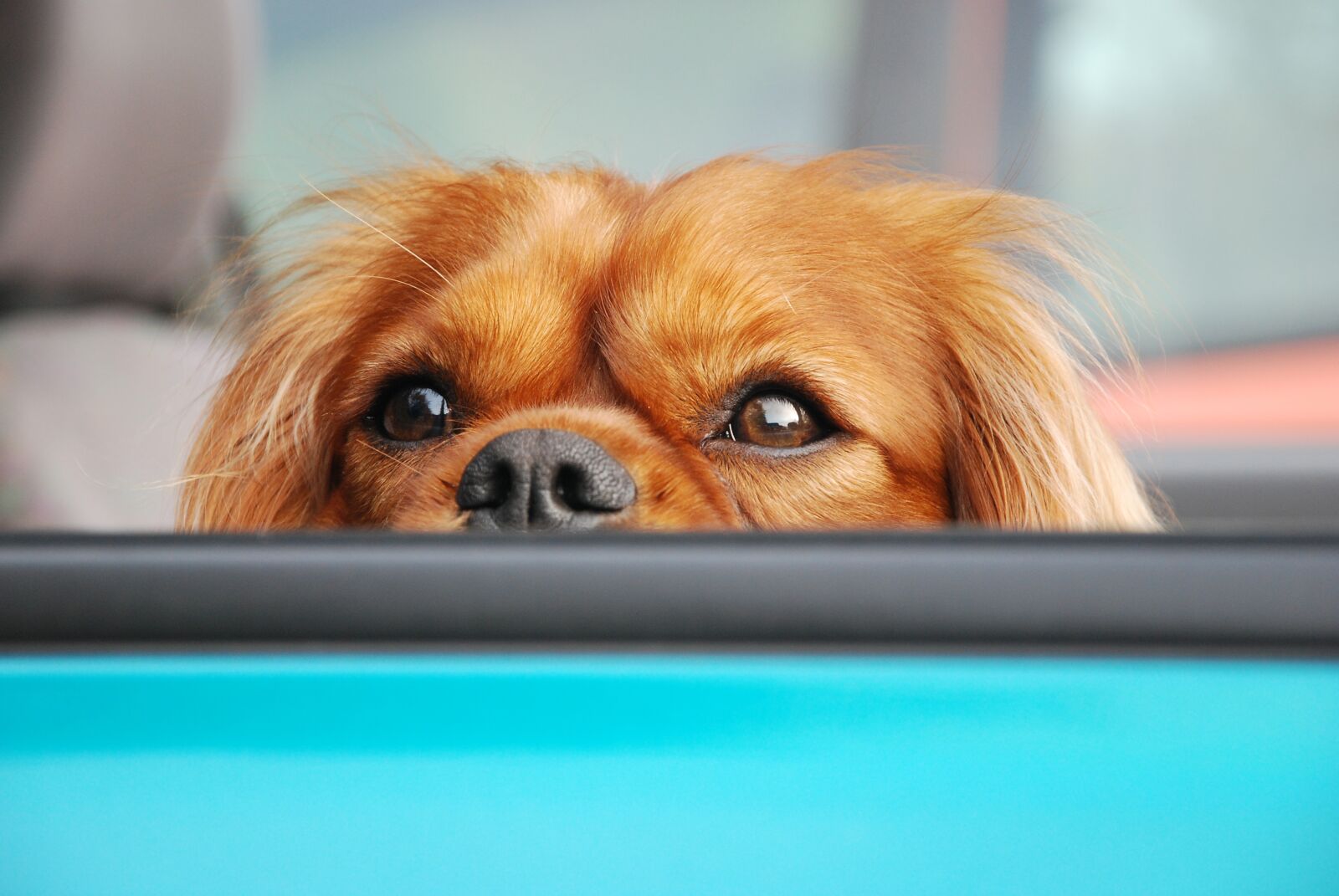 Nikon D80 sample photo. Dog, attention, portrait photography