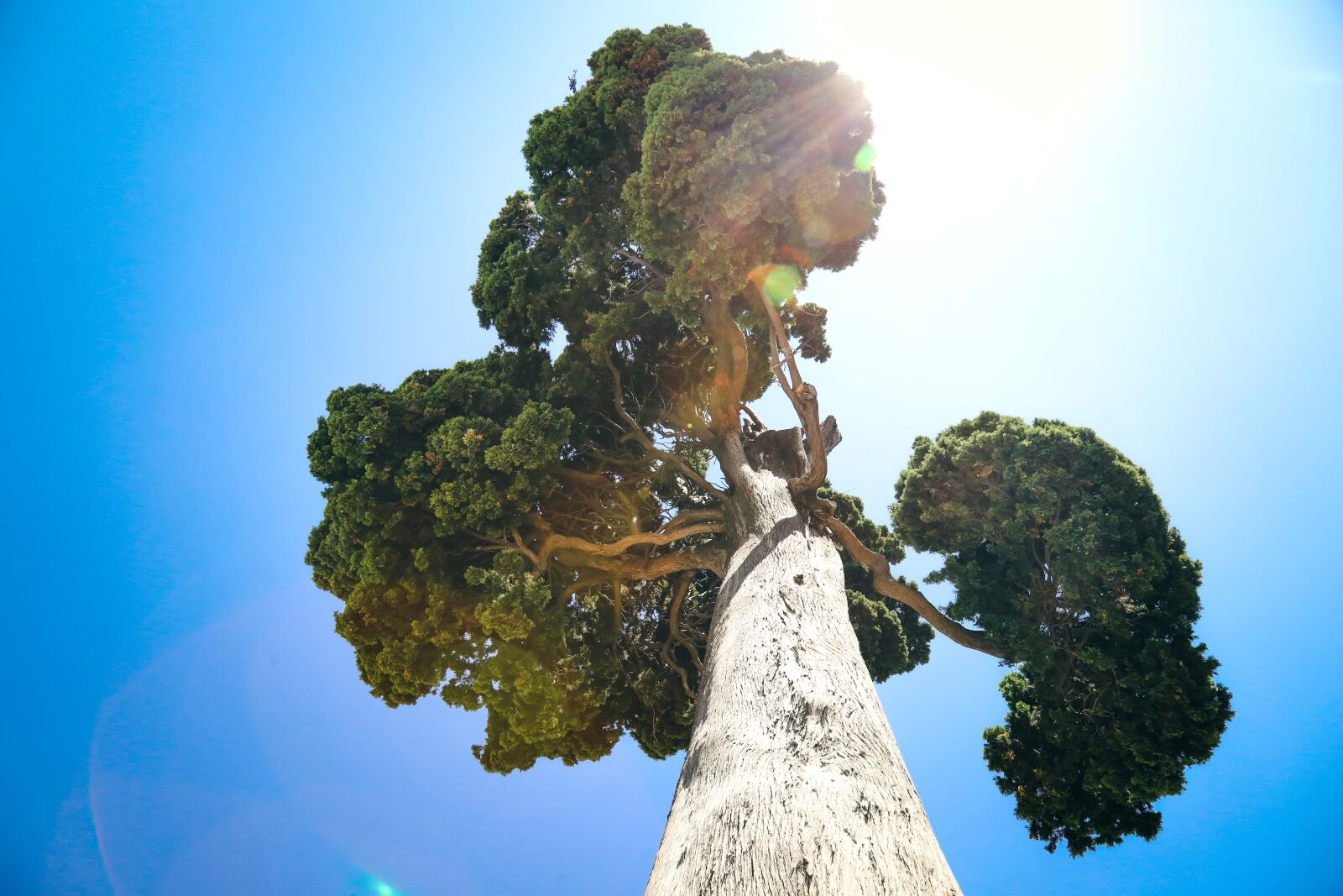 Canon EOS 5D Mark IV sample photo. Pine, trunk, tree photography