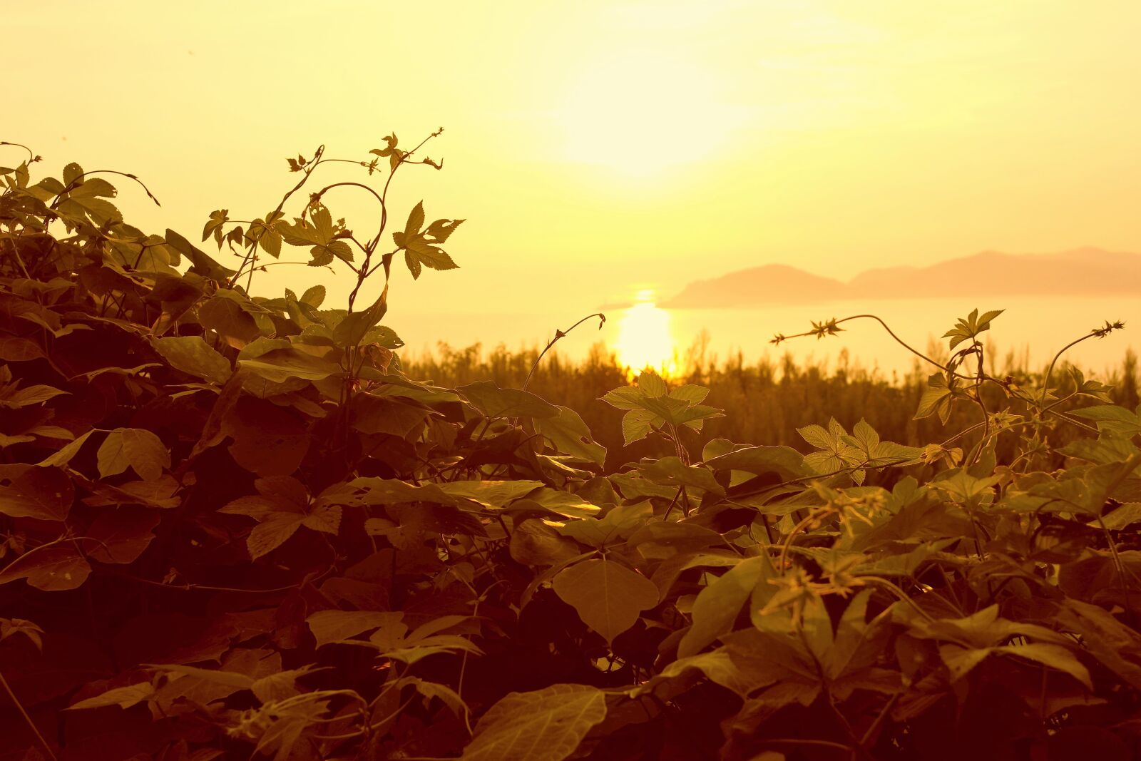 Samsung NX1000 sample photo. Sunset, in the evening photography