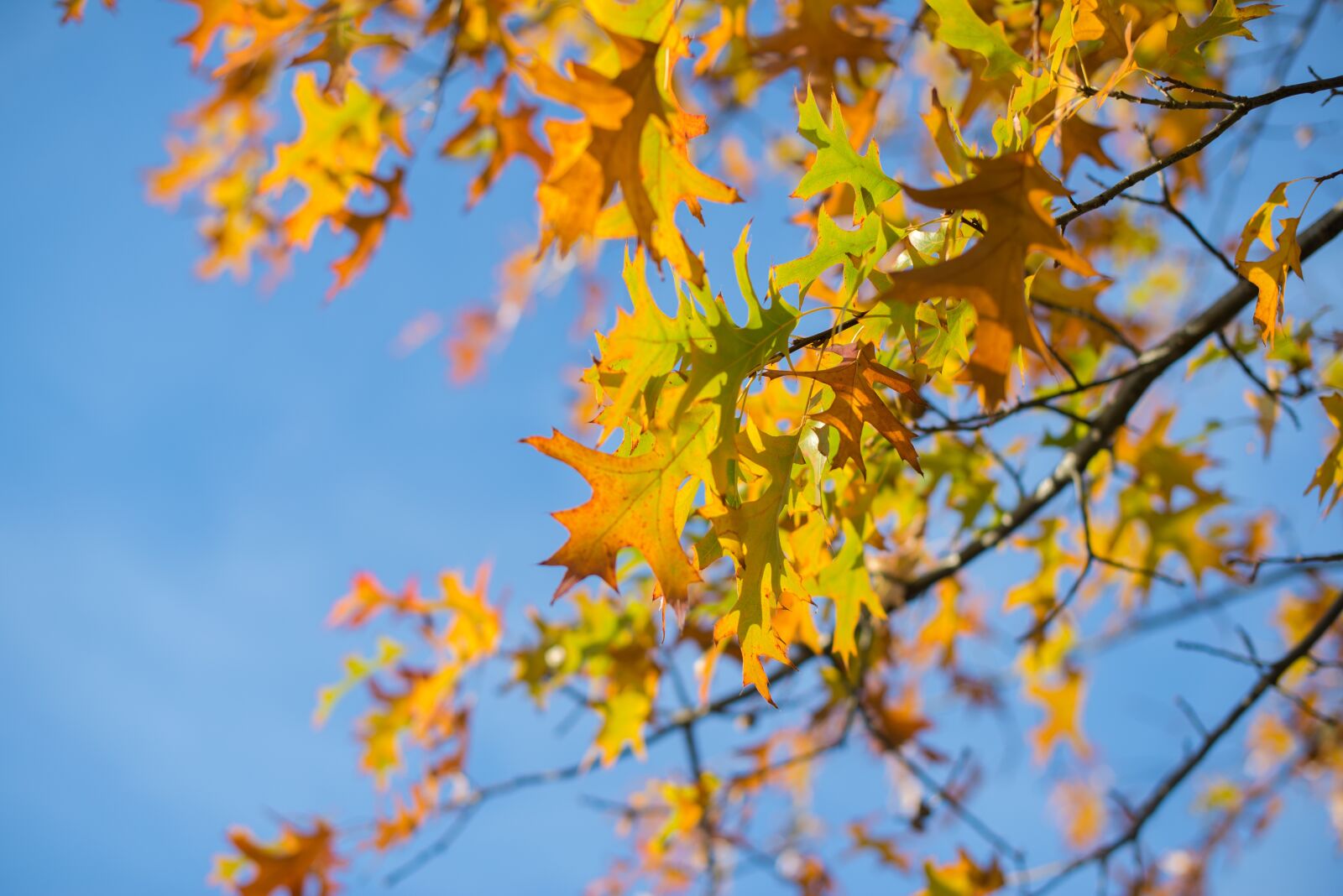 Nikon D600 sample photo. Oak, leafs, fall photography