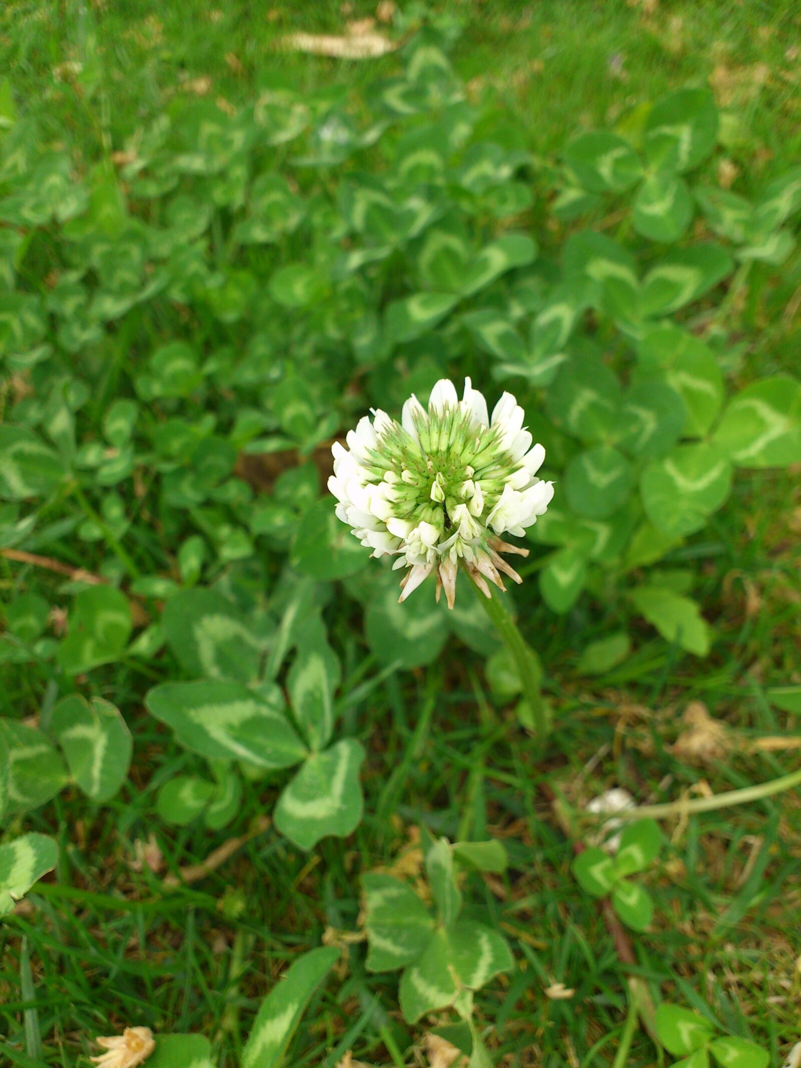 Sony Ericsson Xperia arc S sample photo. Clover, flowers, spring photography