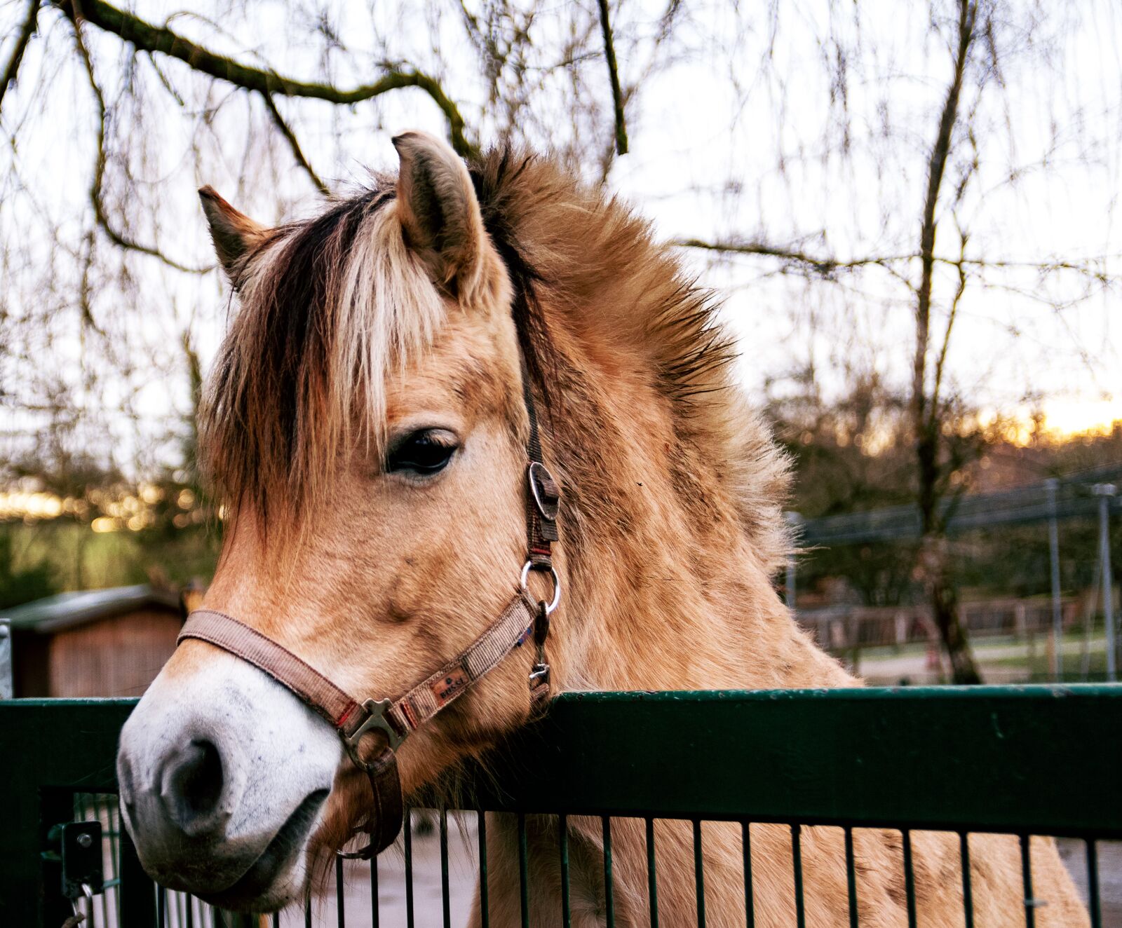 Canon EOS 80D sample photo. Pony, horse, mammal photography