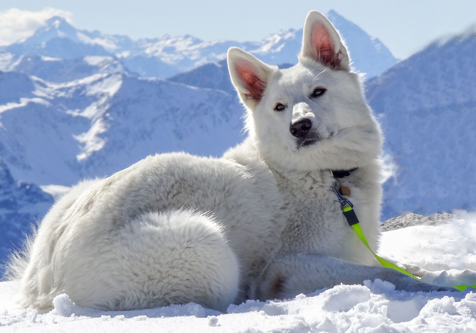 Sony Cyber-shot DSC-WX500 sample photo. Dog, switzerland, weissfluhjoch photography
