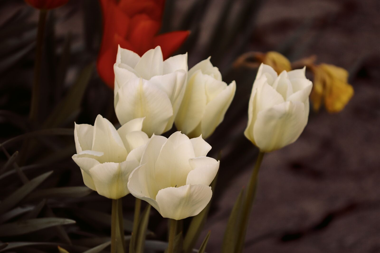 Canon EOS 200D (EOS Rebel SL2 / EOS Kiss X9) sample photo. Tulips, white, spring photography
