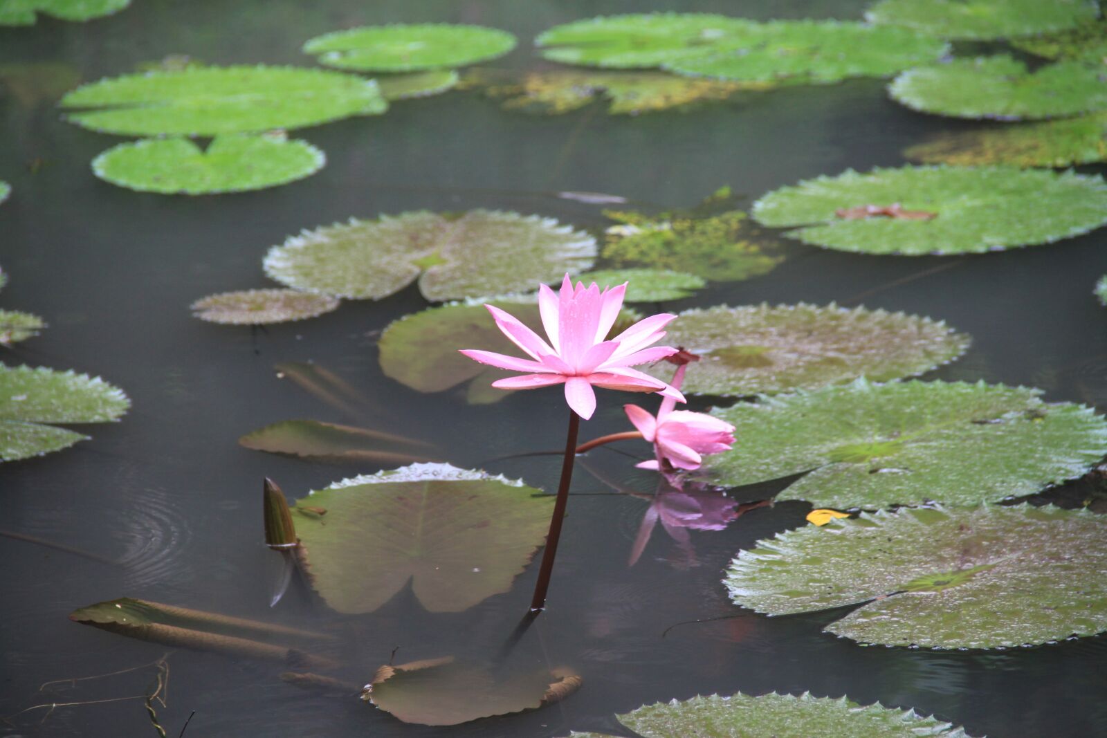 Canon EOS 500D (EOS Rebel T1i / EOS Kiss X3) sample photo. Pond, lotus, water photography