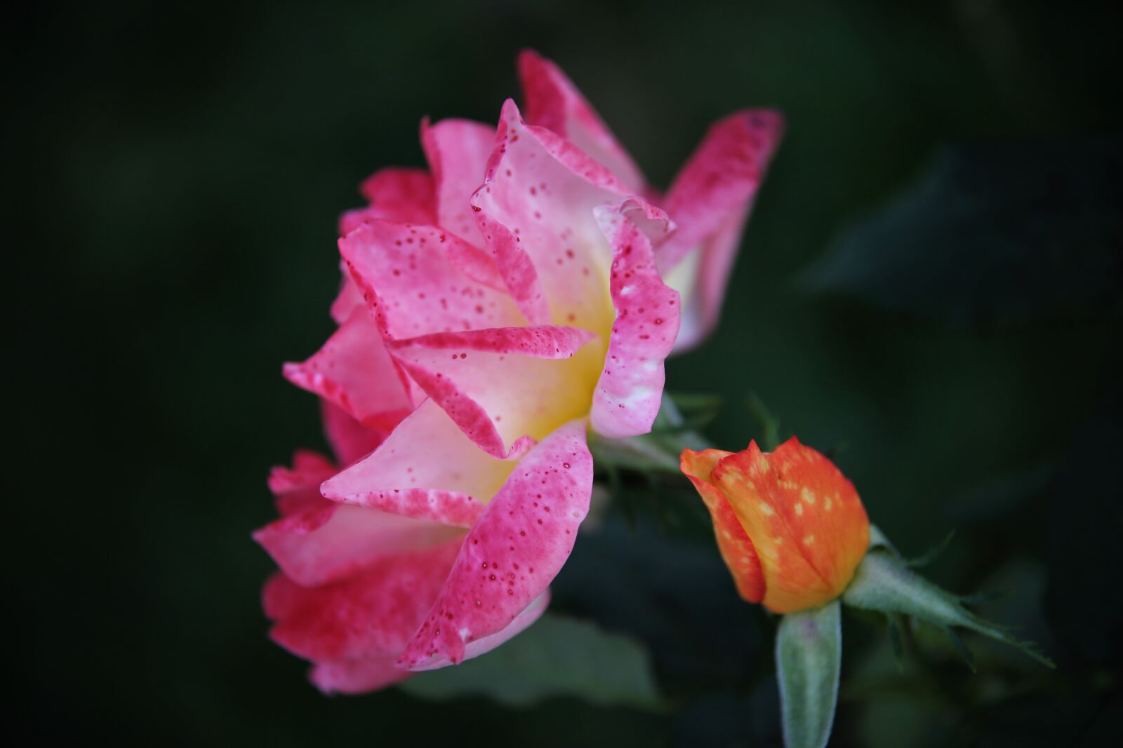 Tamron 70-210mm F4 Di VC USD sample photo. Rose, pink rose, flower photography