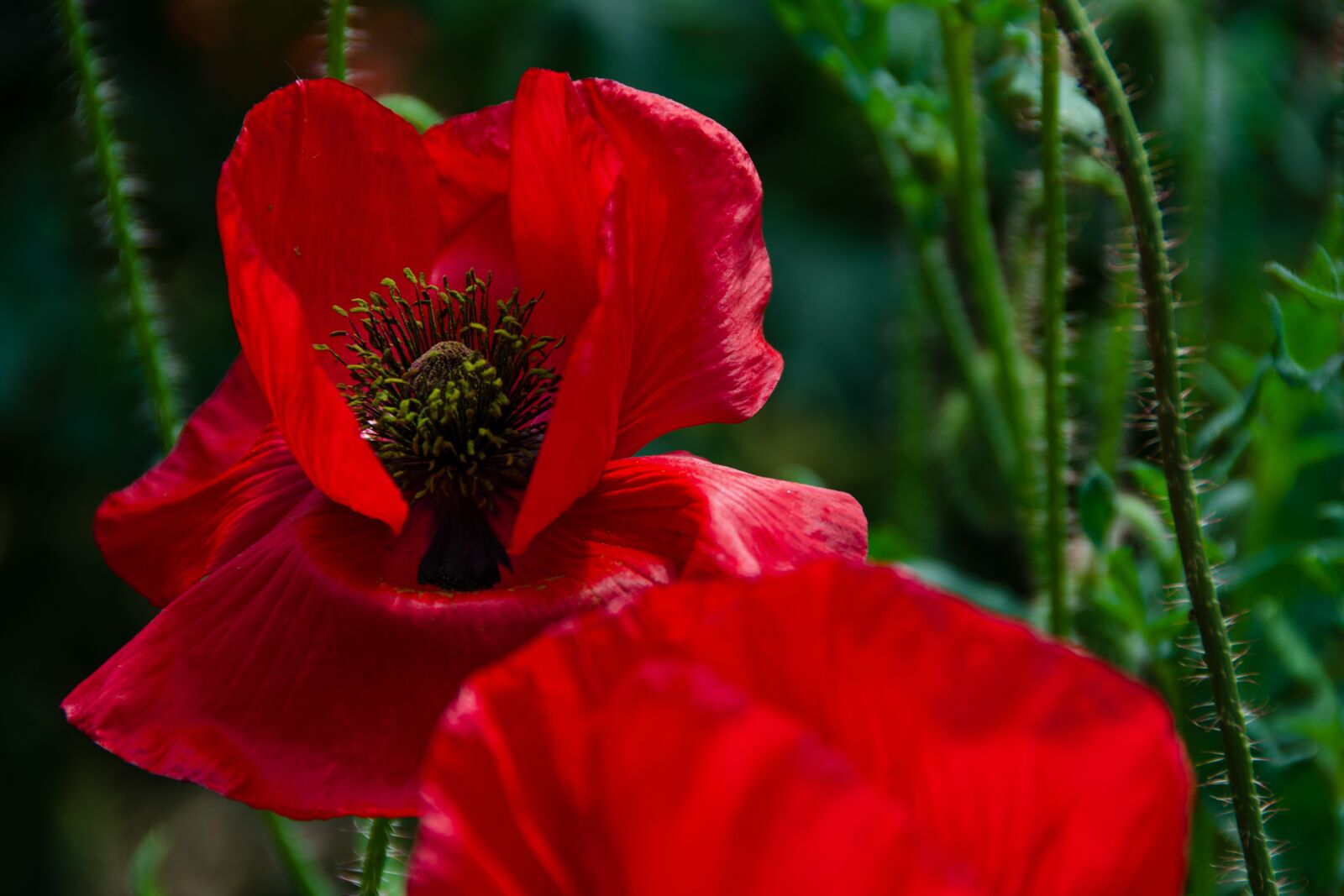 Nikon D7000 sample photo. Poppy, blossom, bloom photography