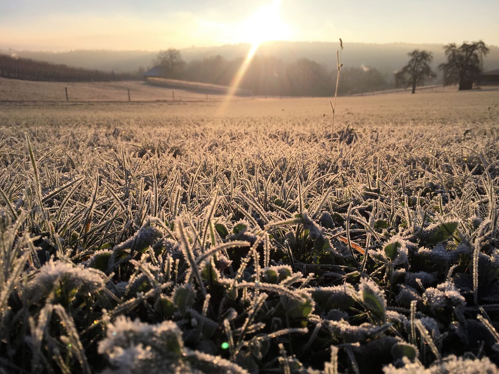Apple iPhone 6 sample photo. Meadow, frost, hoarfrost photography