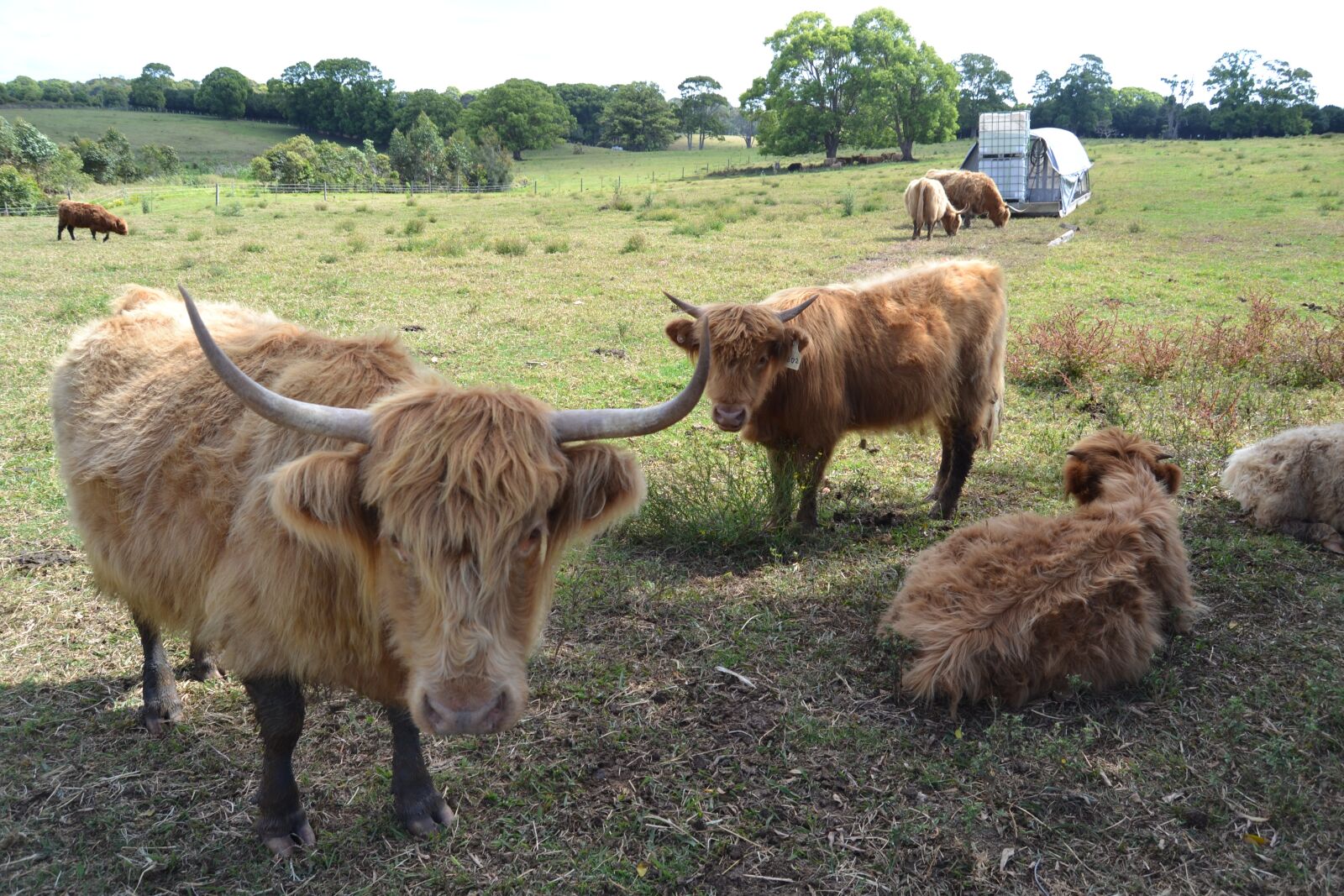 Nikon D3100 sample photo. Cow, farm, cattle photography