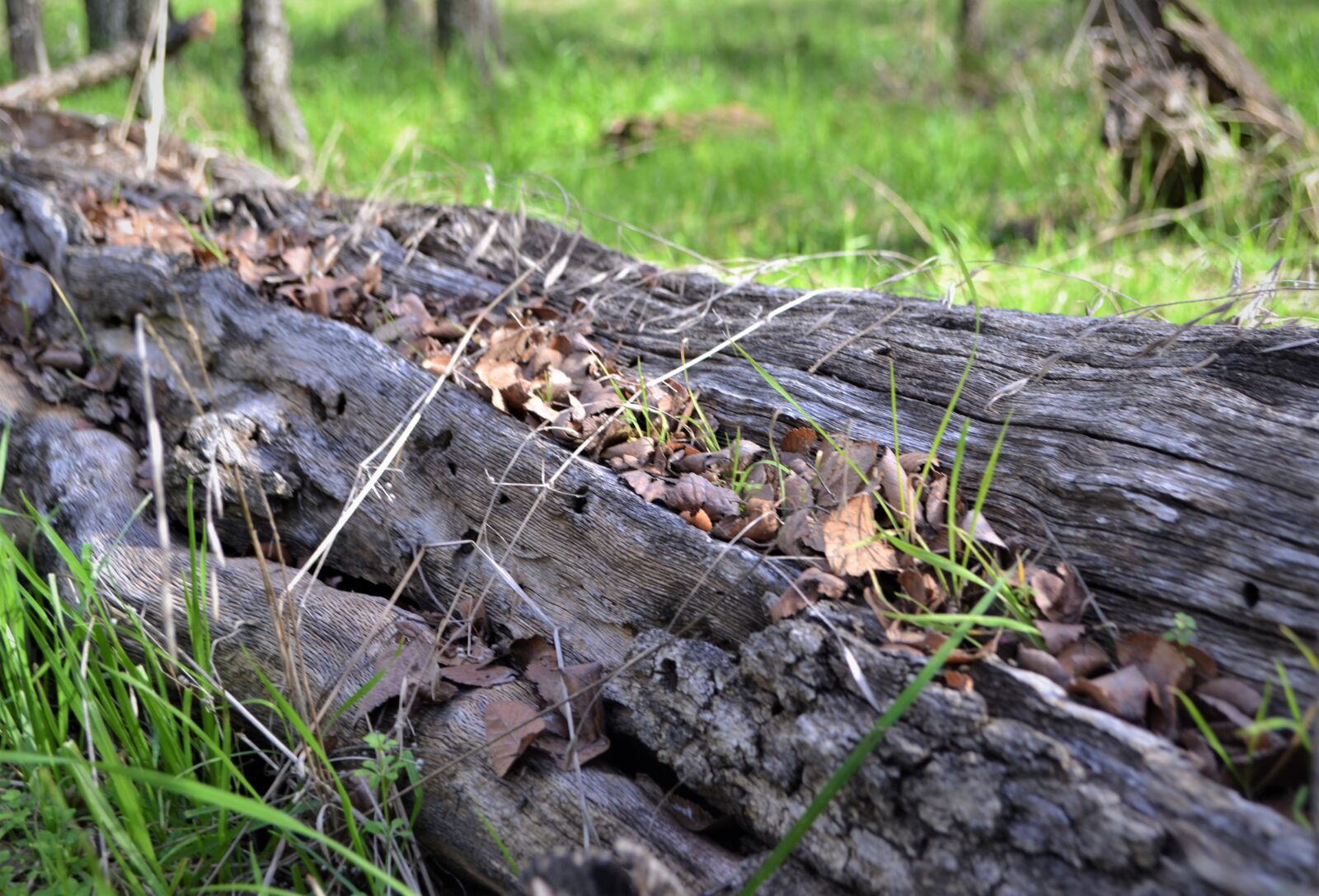 Nikon D3100 sample photo. Log, limb, nature photography