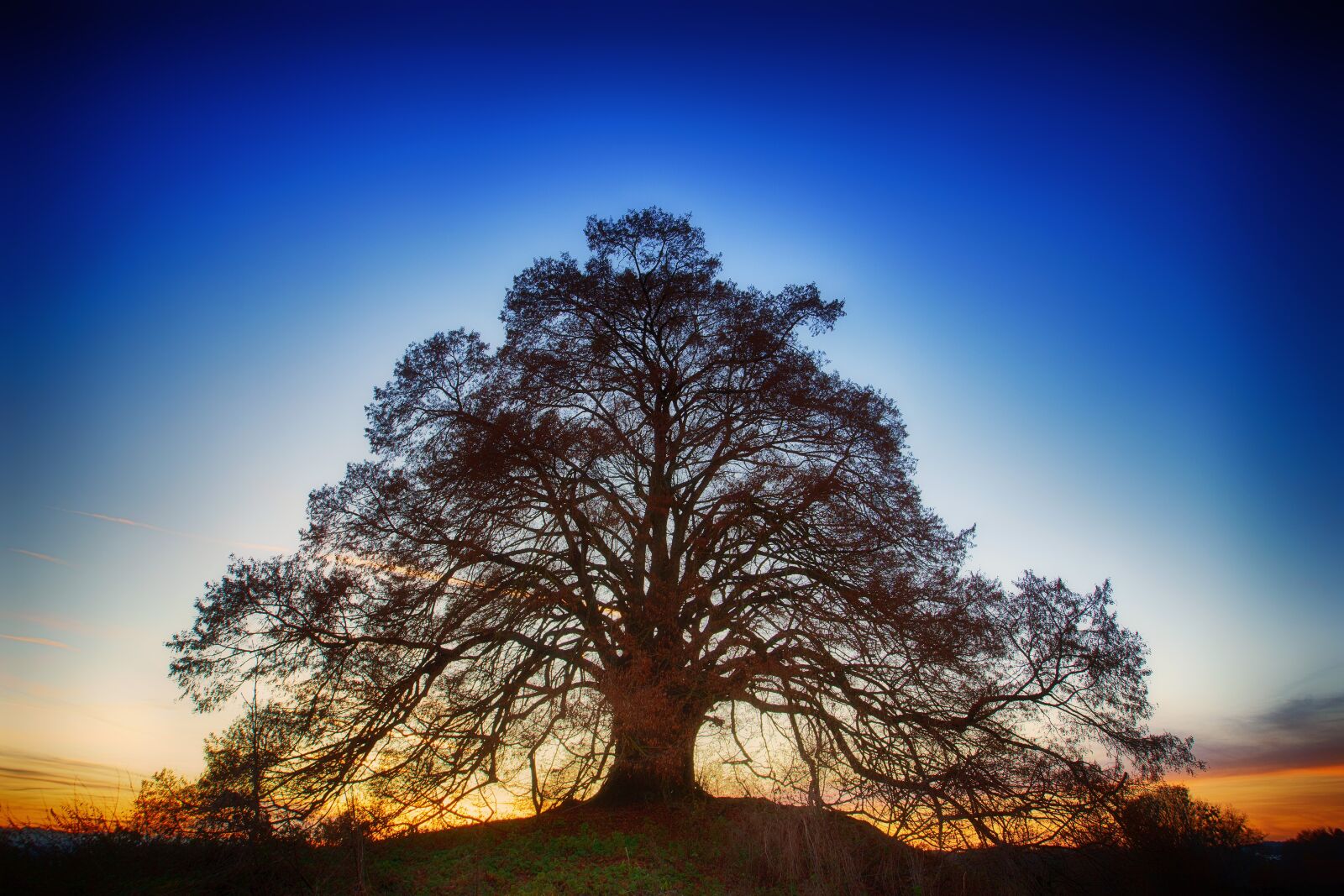 Sony a7 + Sony DT 50mm F1.8 SAM sample photo. Tree, nature, landscape photography