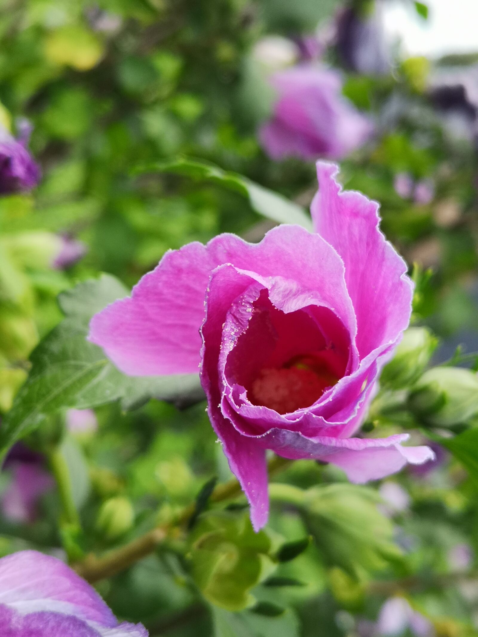 HUAWEI P20 sample photo. Pink flower, spiral, detail photography